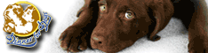 Bon Kredit