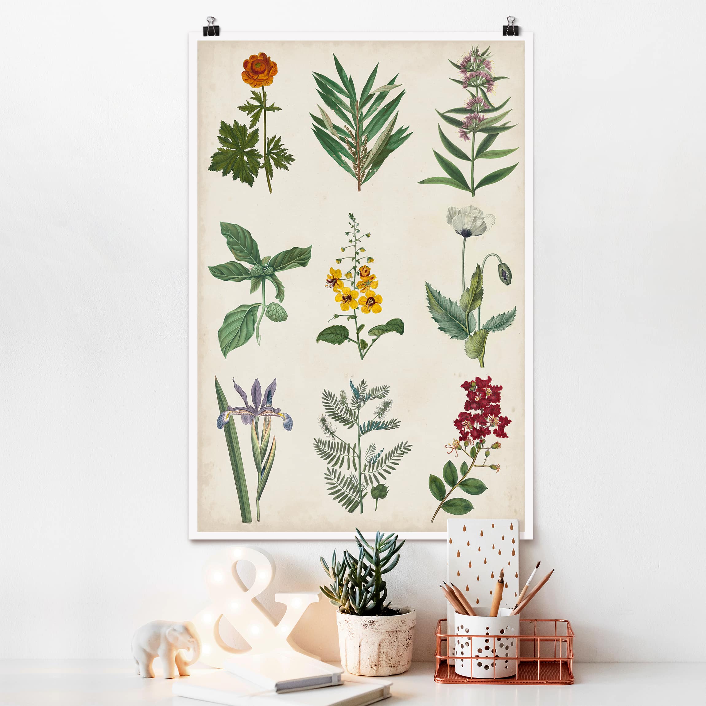Poster - Hochformat Botanische Schautafel II