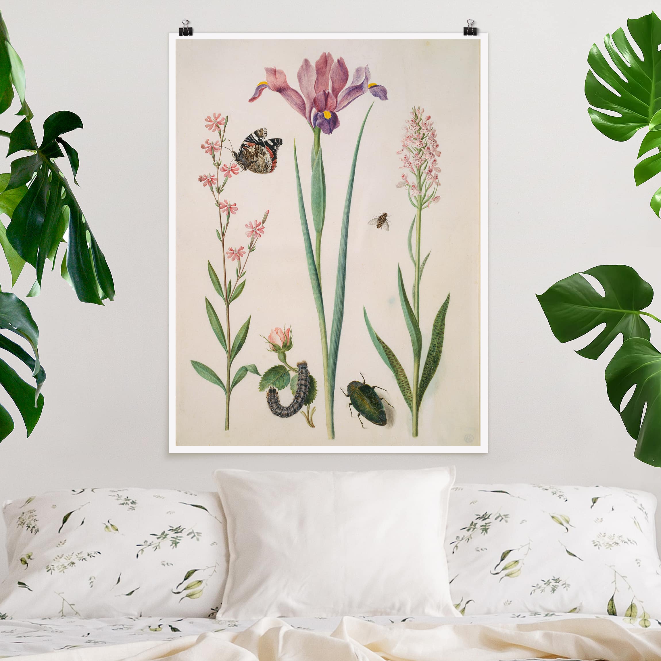 Poster Matt inkl. Posterklammern Anna Maria Sibylla Merian - Pechnelke und Rose