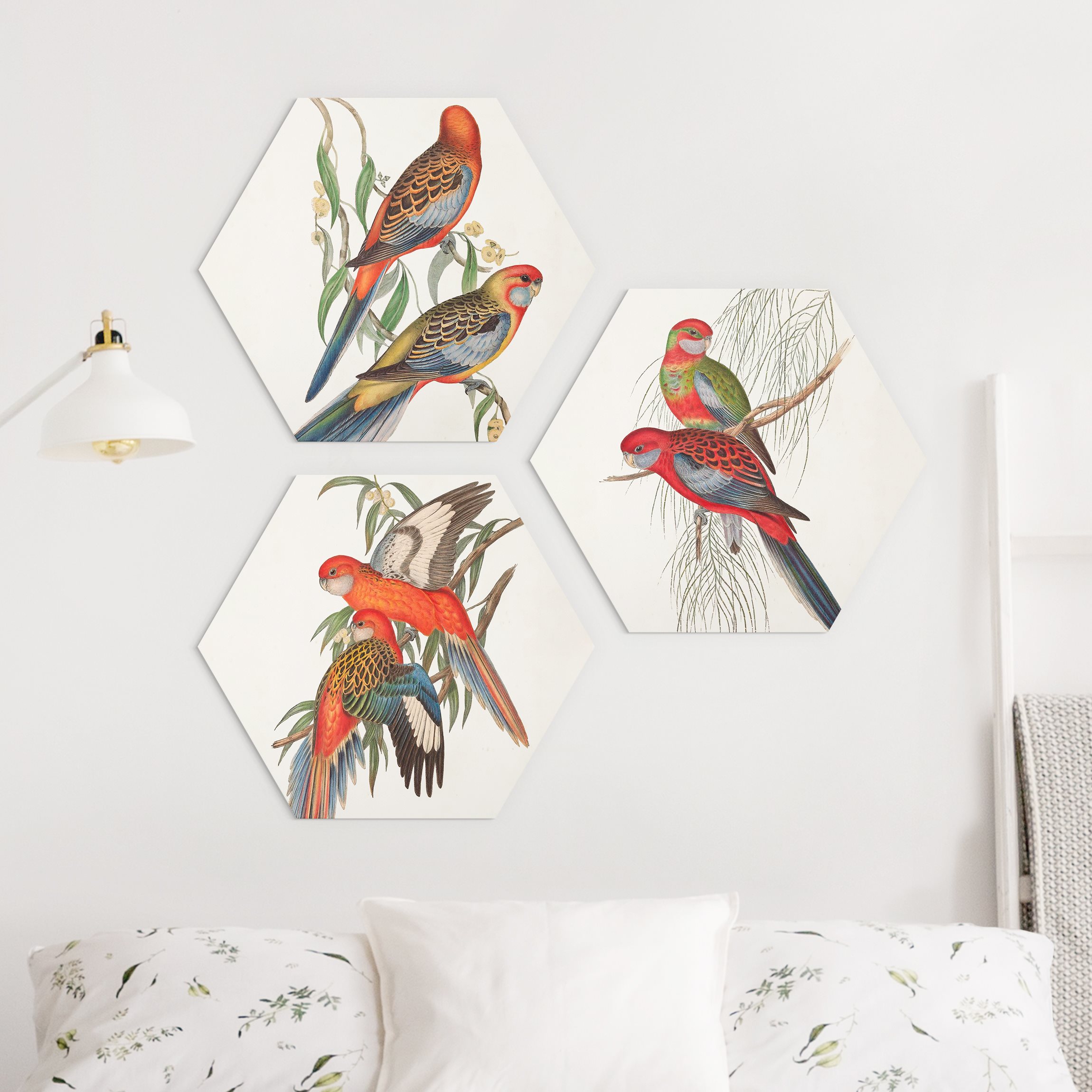 3-teiliges Hexagon-Alu-Dibond Bild Tropische Papageien Set I
