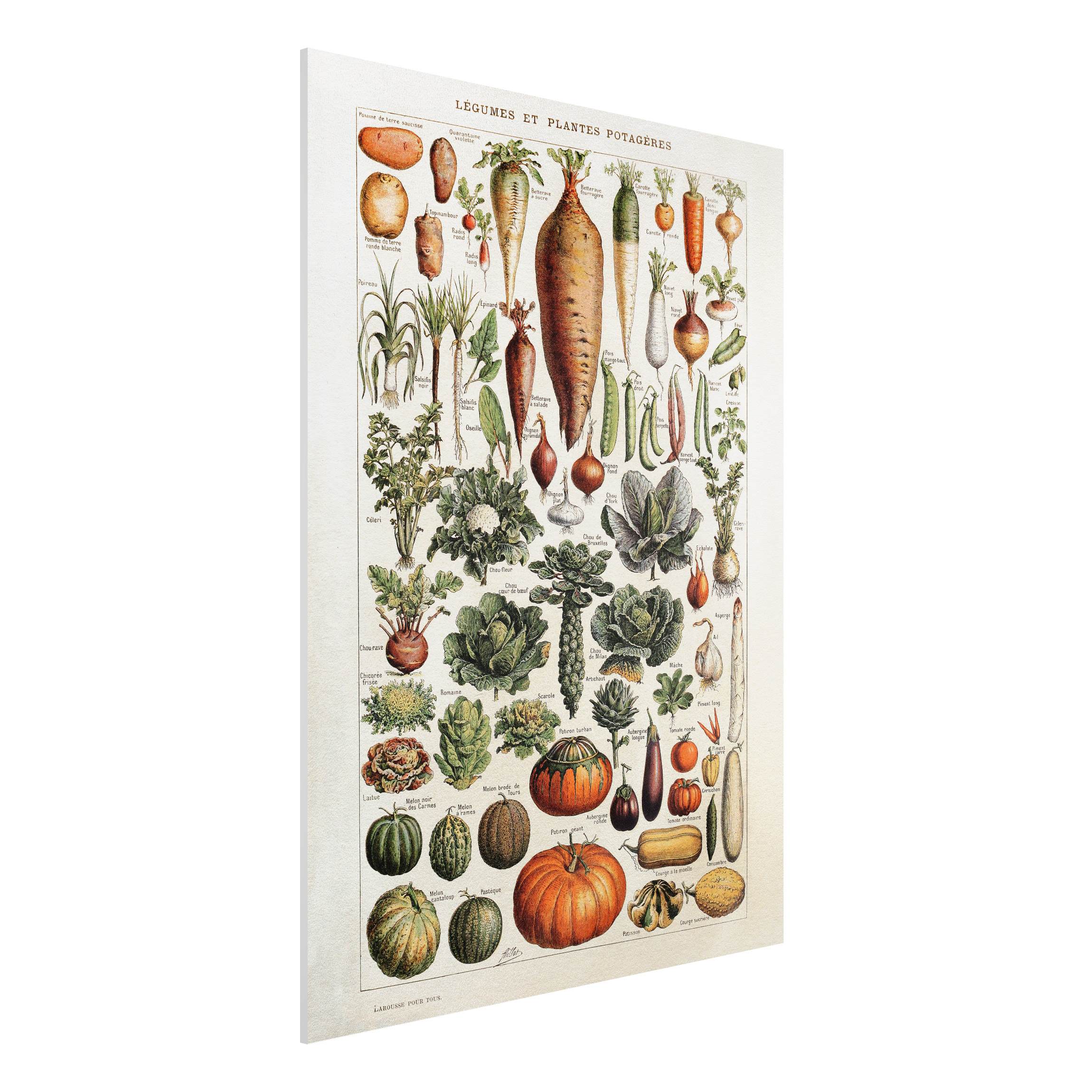 Forexbild Vintage Lehrtafel Gemüse