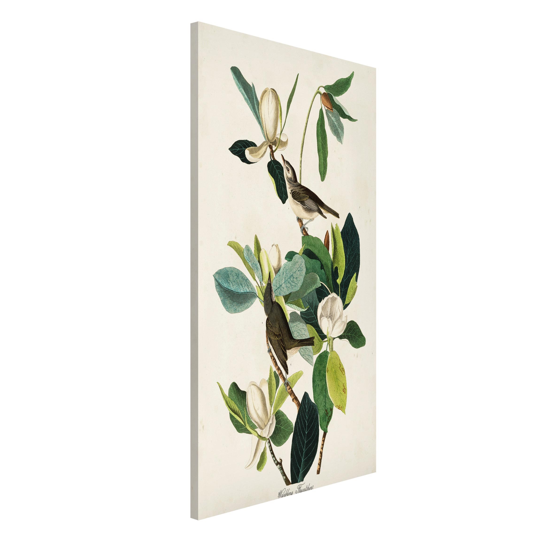 Magnettafel - Hochformat 3:4 Vintage Lehrtafel Fliegenschnäpper