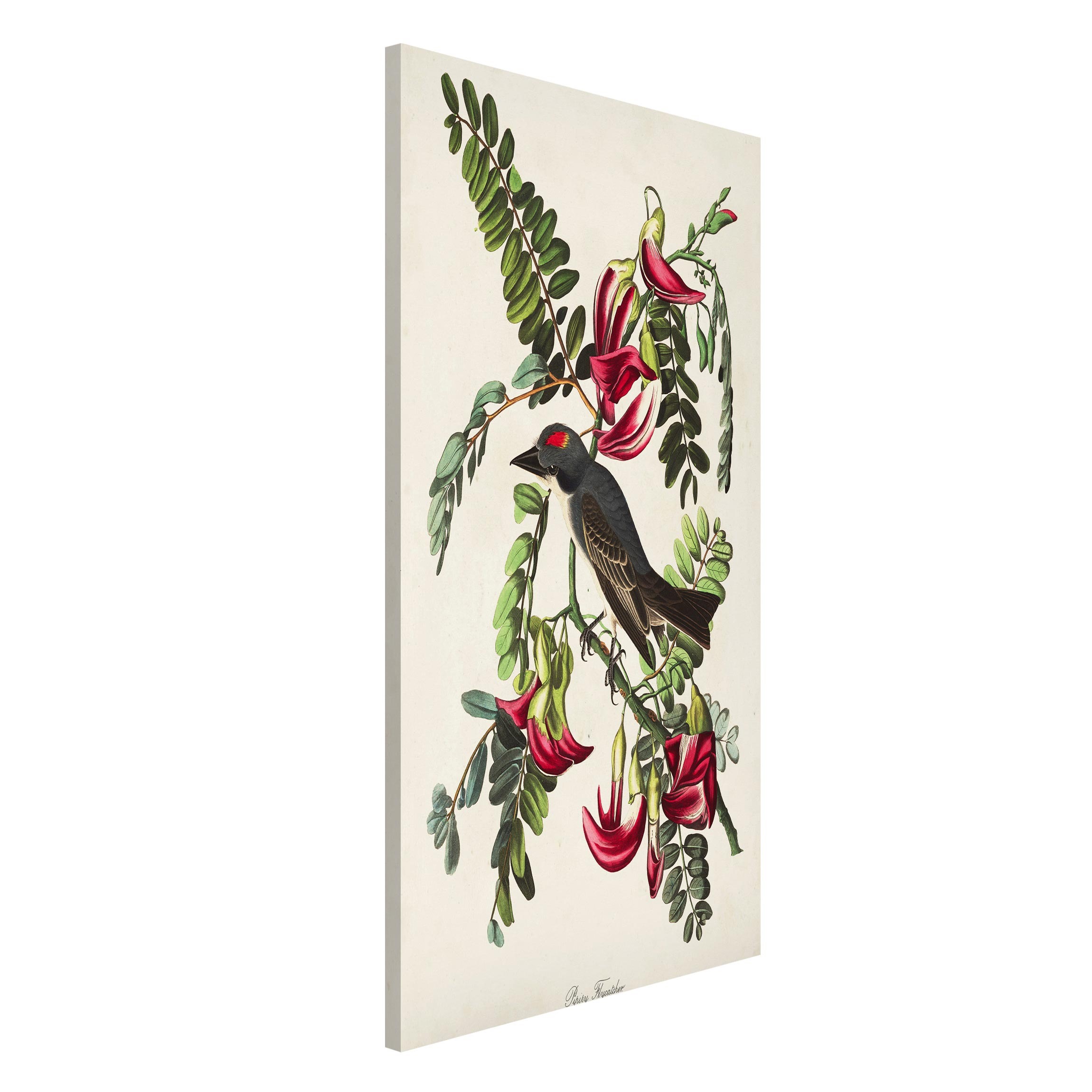 Magnettafel - Hochformat 3:4 Vintage Lehrtafel Fliegenschnäpper II