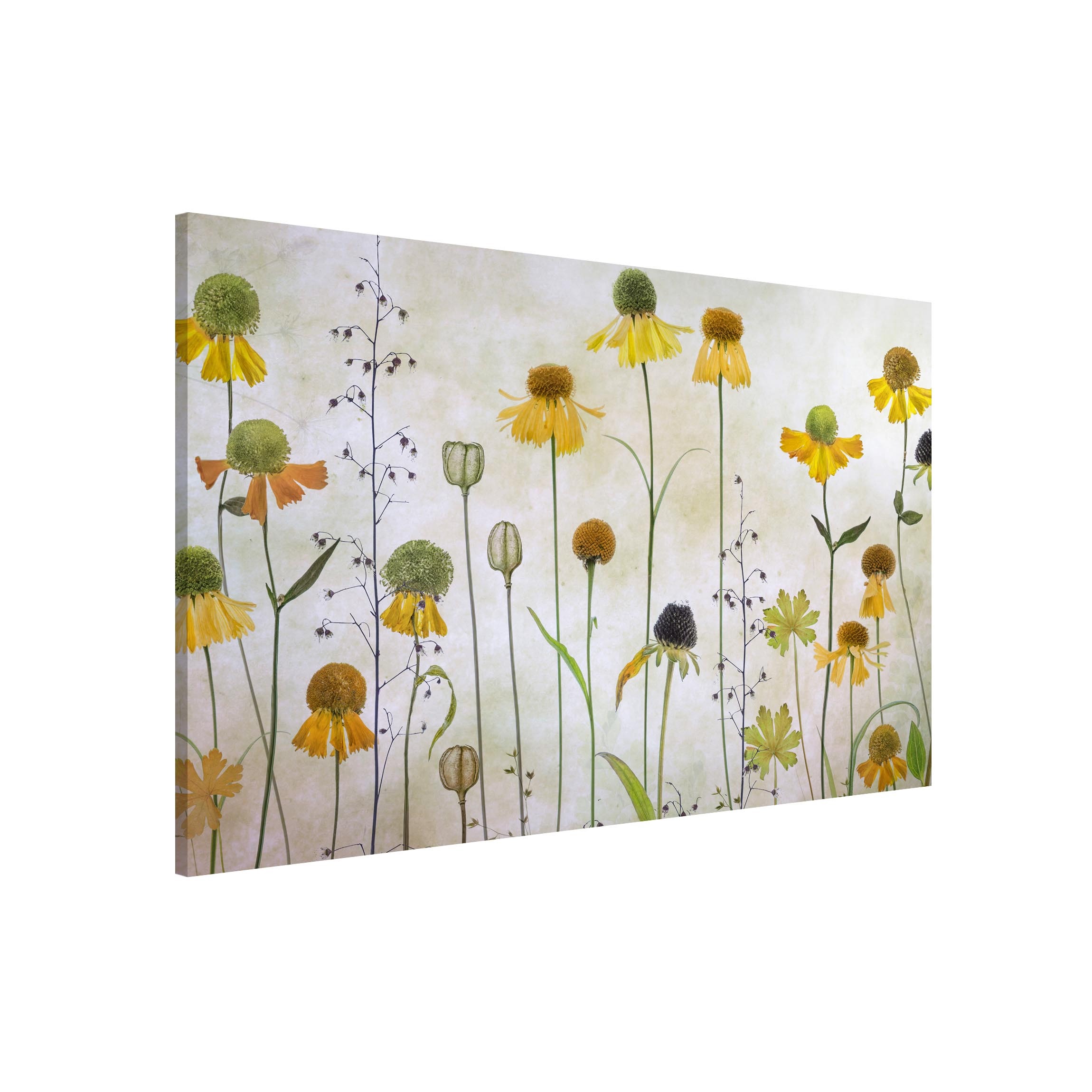 Magnettafel Zarte Helenium Blüten