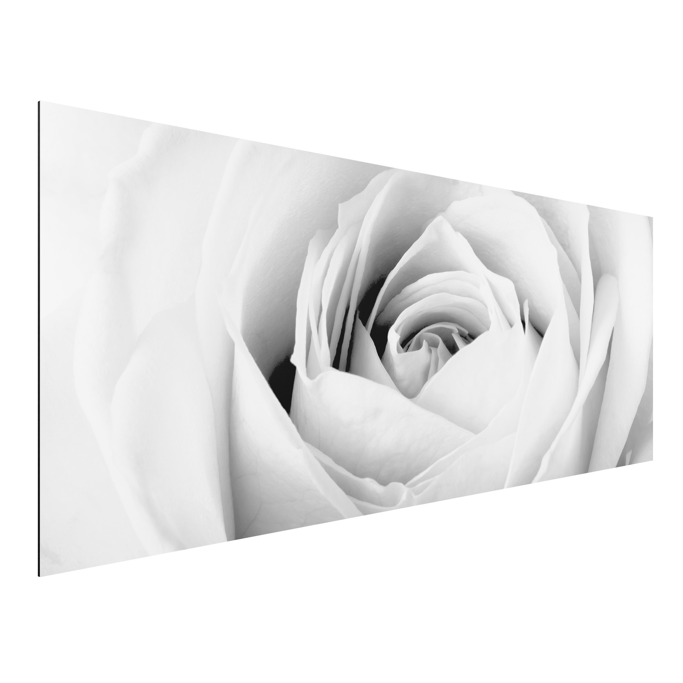 Alu-Dibond Outdoor Bild Close Up Rose
