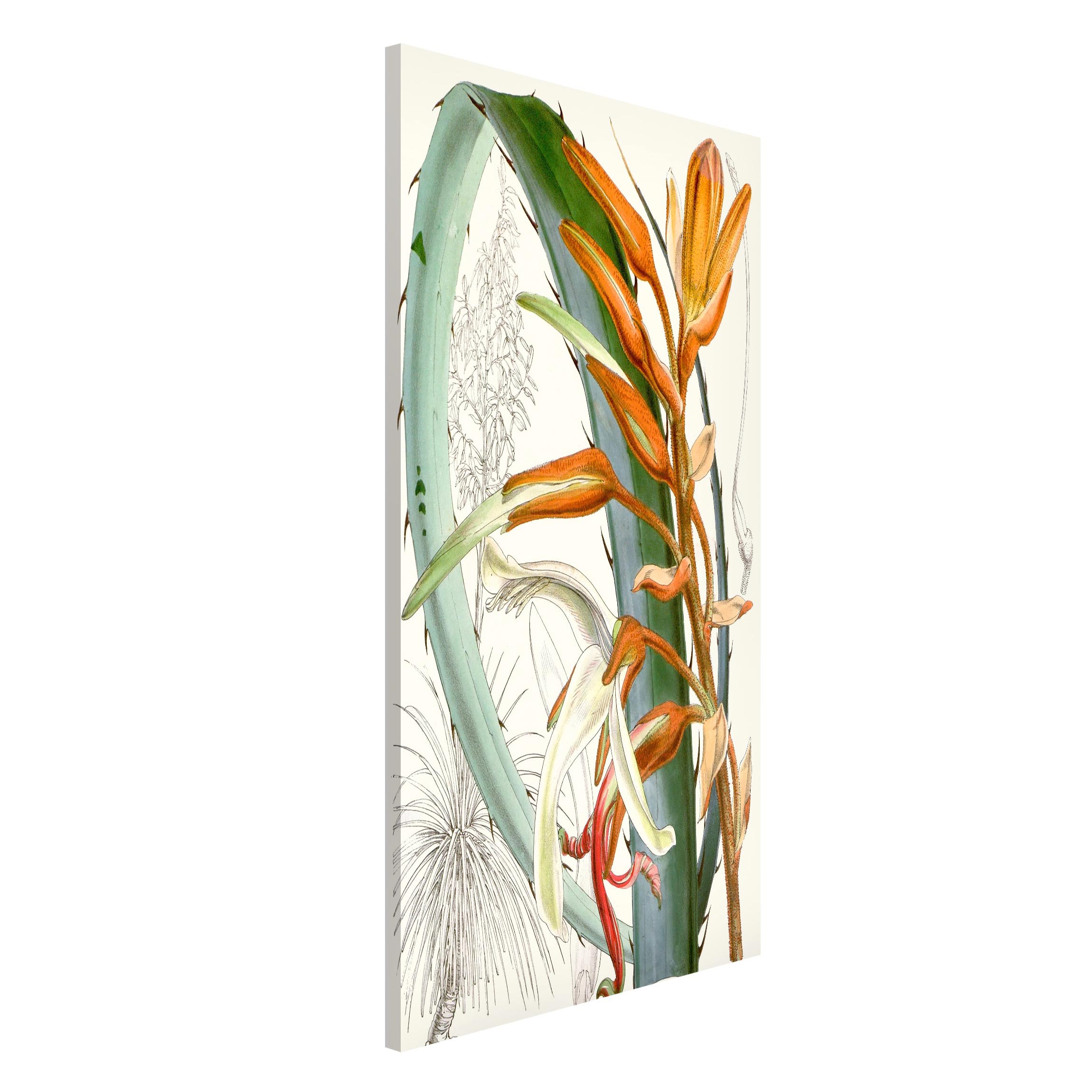 Magnettafel - Hochformat 3:4 Vintage Illustration Tropische Blüten I