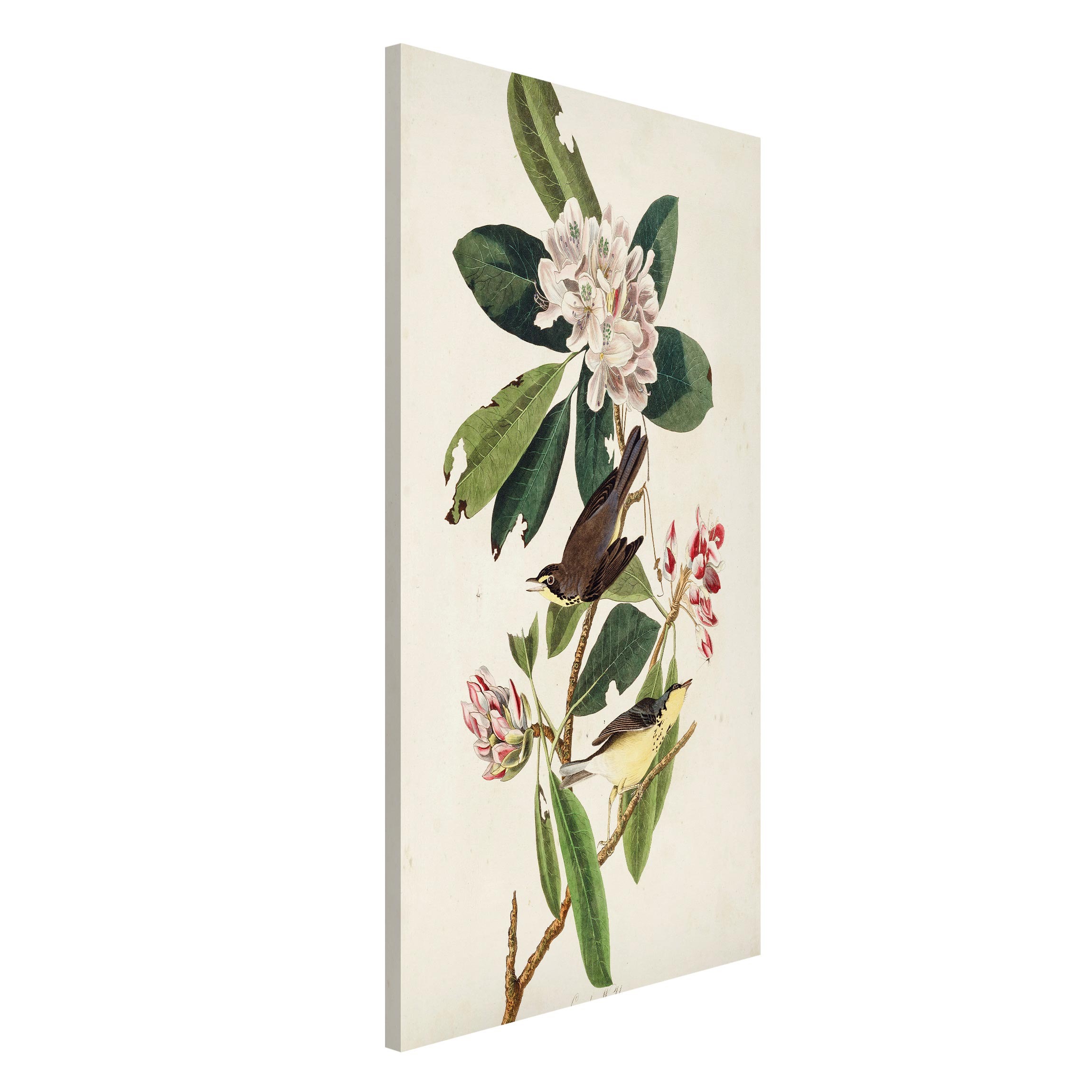 Magnettafel - Hochformat 3:4 Vintage Lehrtafel Grasmücke