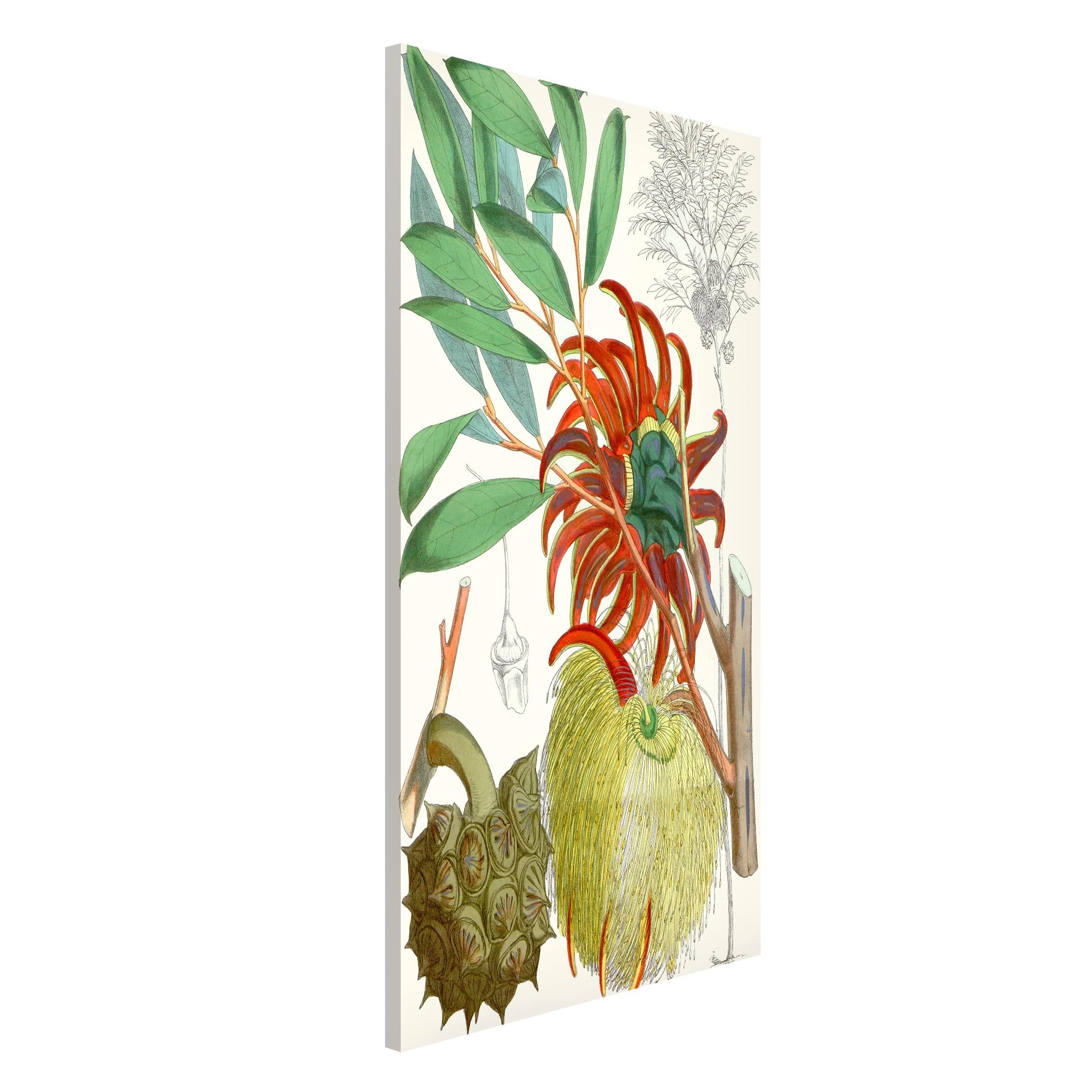 Magnettafel - Hochformat 3:4 Vintage Illustration Tropische Blüten II