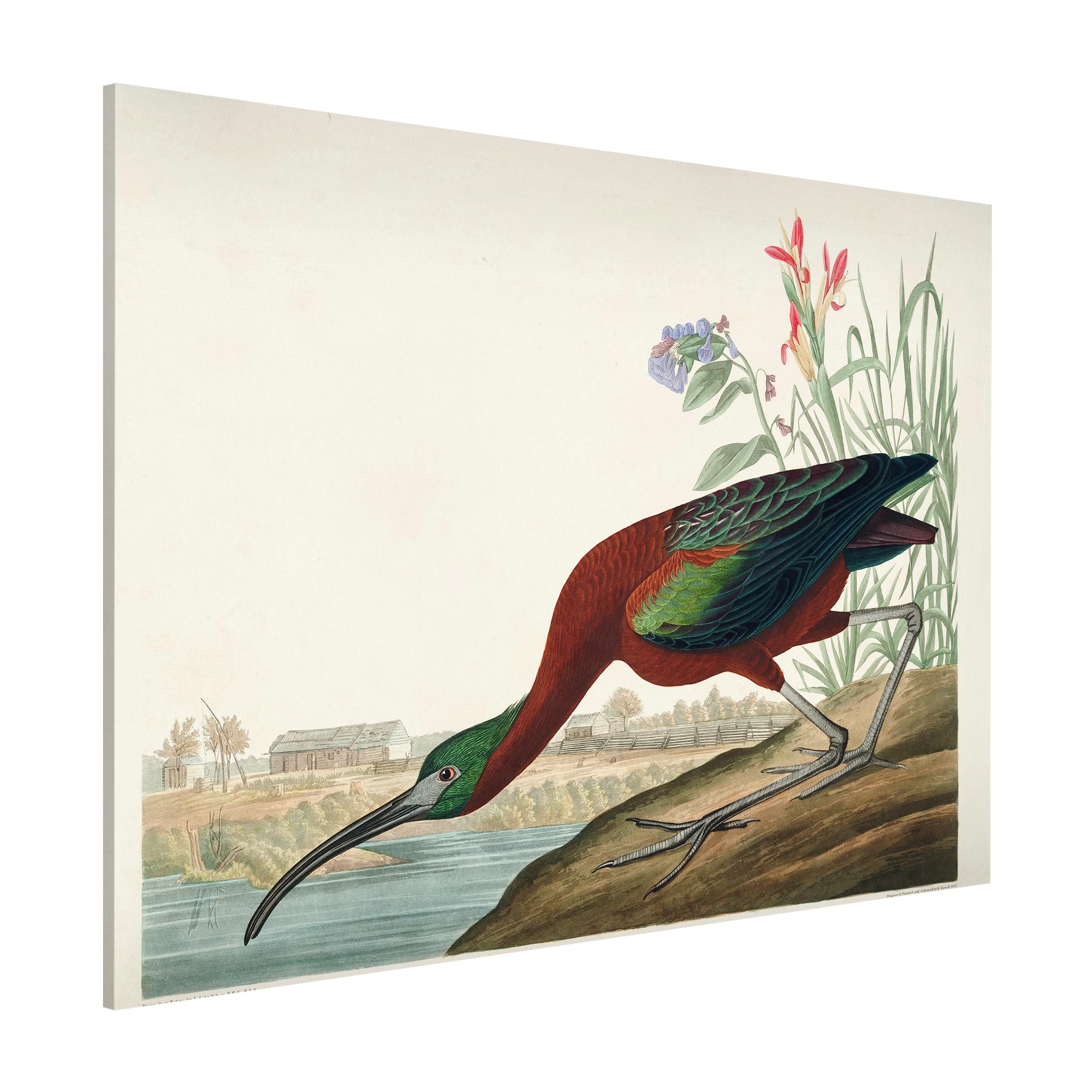 Magnettafel - Querformat 4:3 Vintage Lehrtafel Brauner Ibis