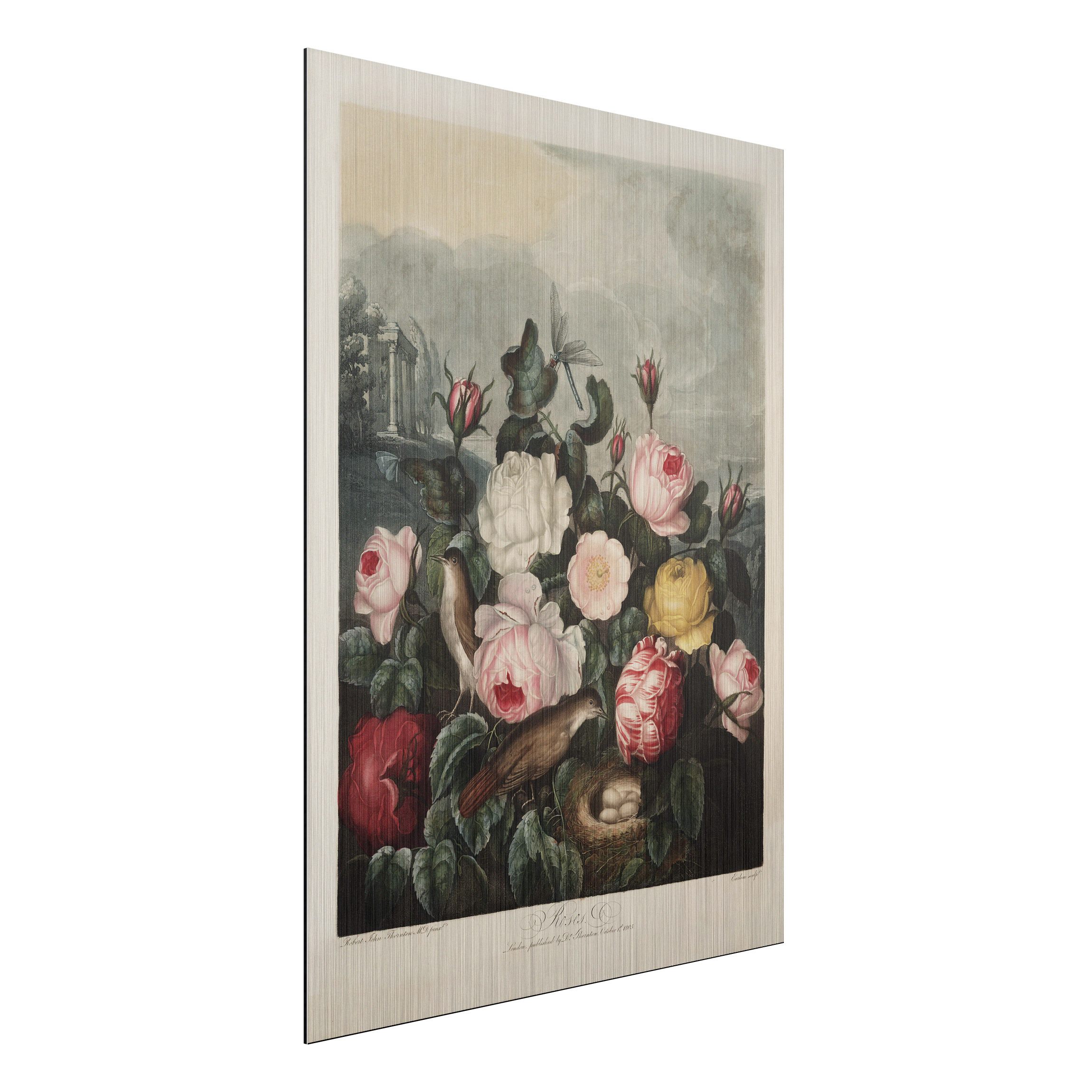 Alu-Dibond Outdoor Bild Botanik Vintage Illustration Rosen