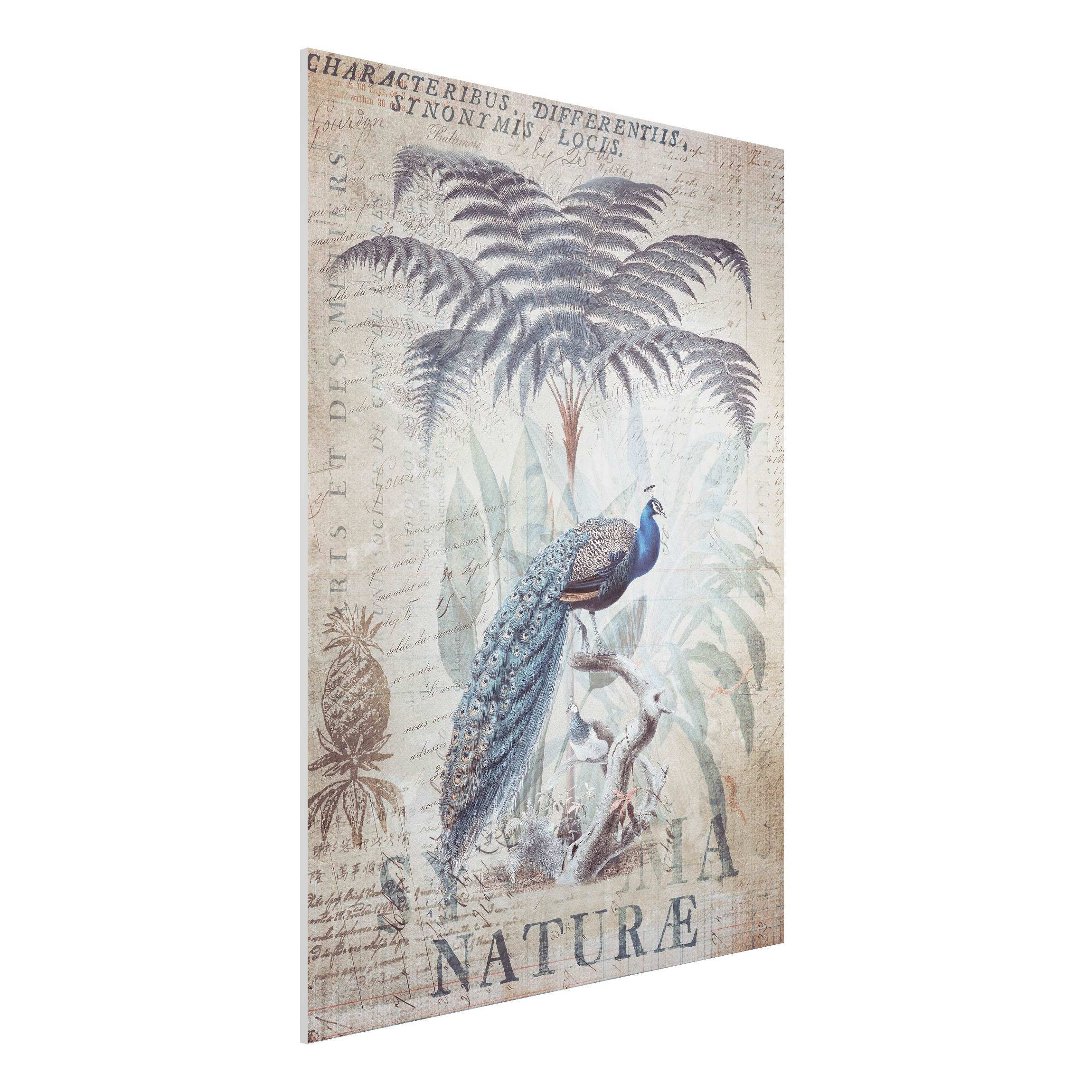 Forexbild Shabby Chic Collage - Pfau