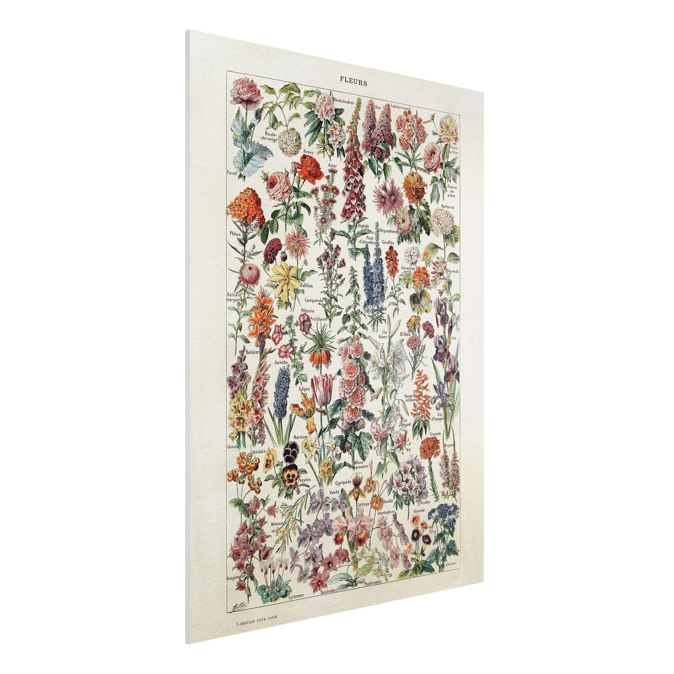 Forexbild - Hochformat Vintage Lehrtafel Blumen V