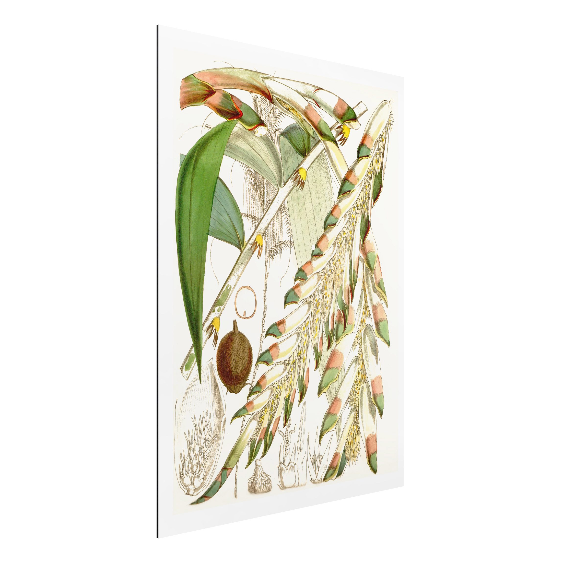 Alu-Dibond Outdoor Bild Vintage Illustration Tropische Blüten III