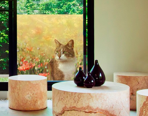 Fensterfolie Katze im Mohnfeld