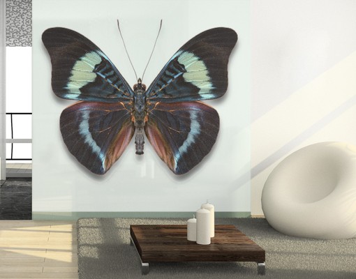 Fensterfolie Lepidoptera