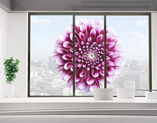Fensterfolie Aster