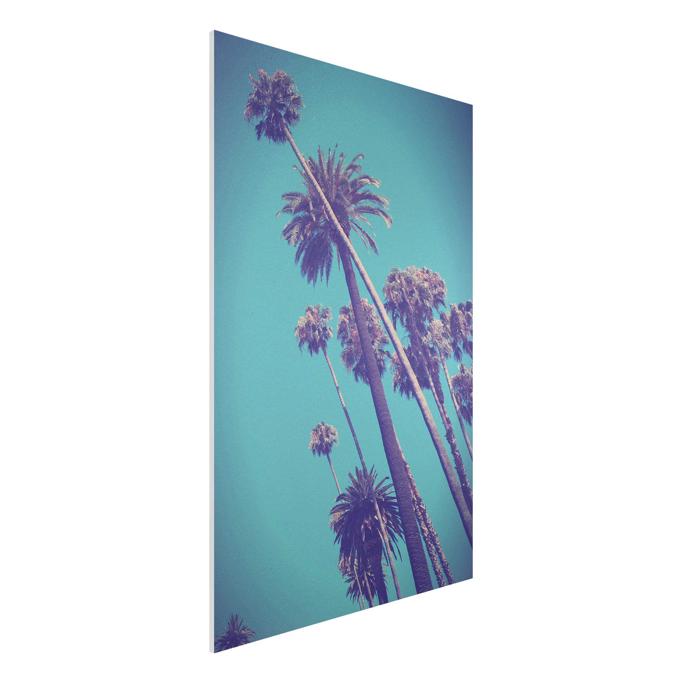 Forexbild Tropische Pflanzen Palmen und Himmel
