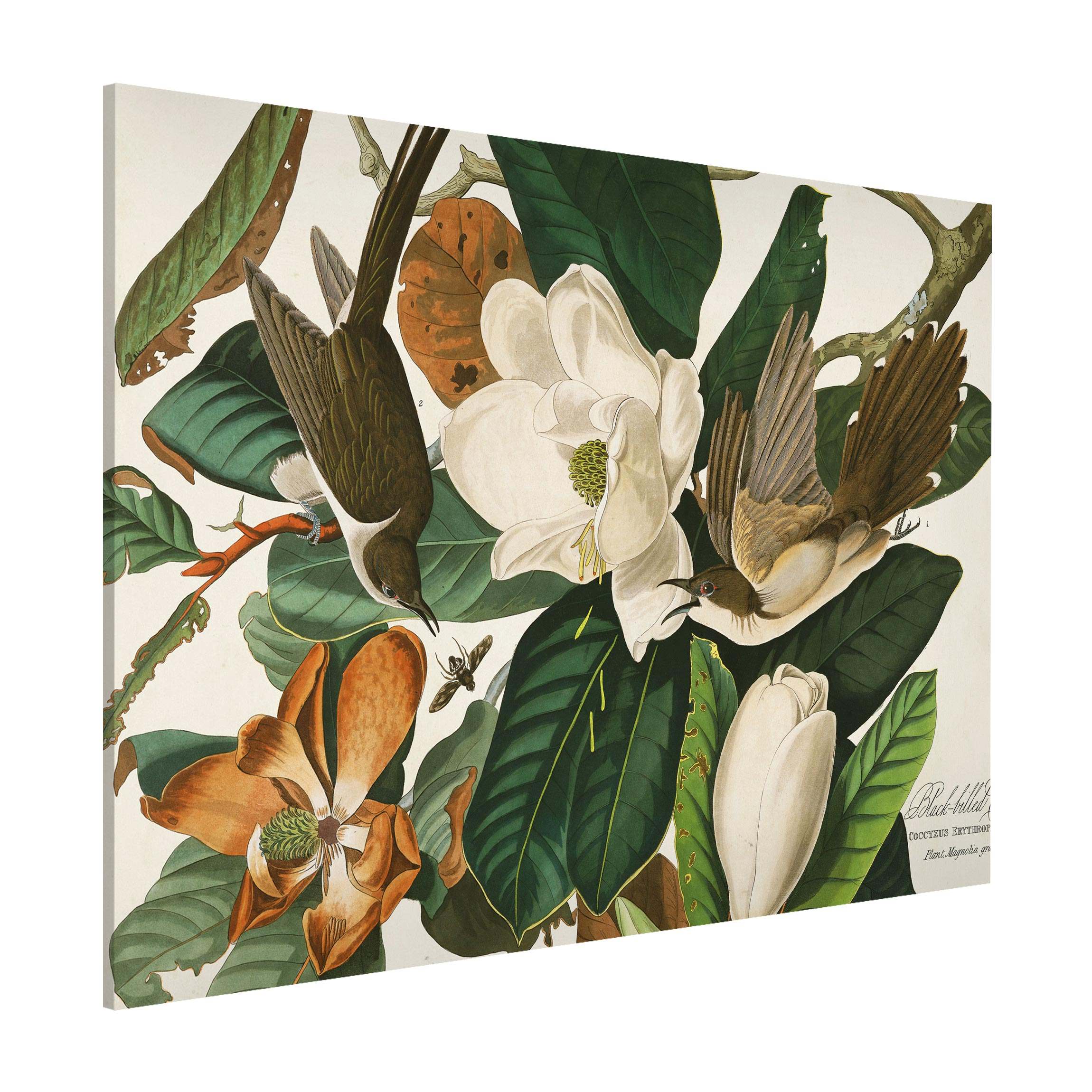 Magnettafel - Querformat 4:3 Vintage Lehrtafel Kuckuck