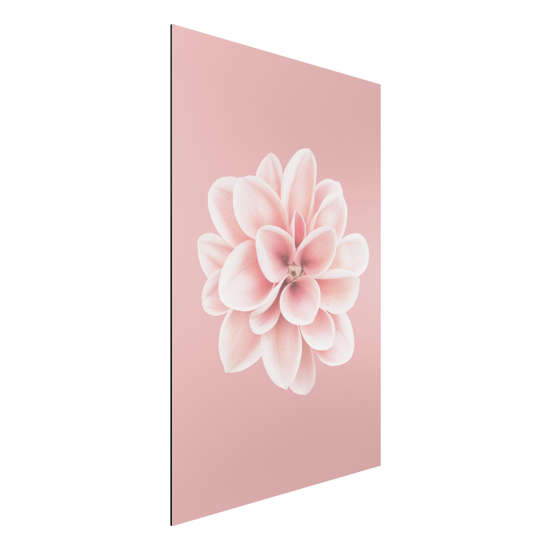 Alu-Dibond Outdoor Bild Dahlie Rosa Blush Blume Zentriert