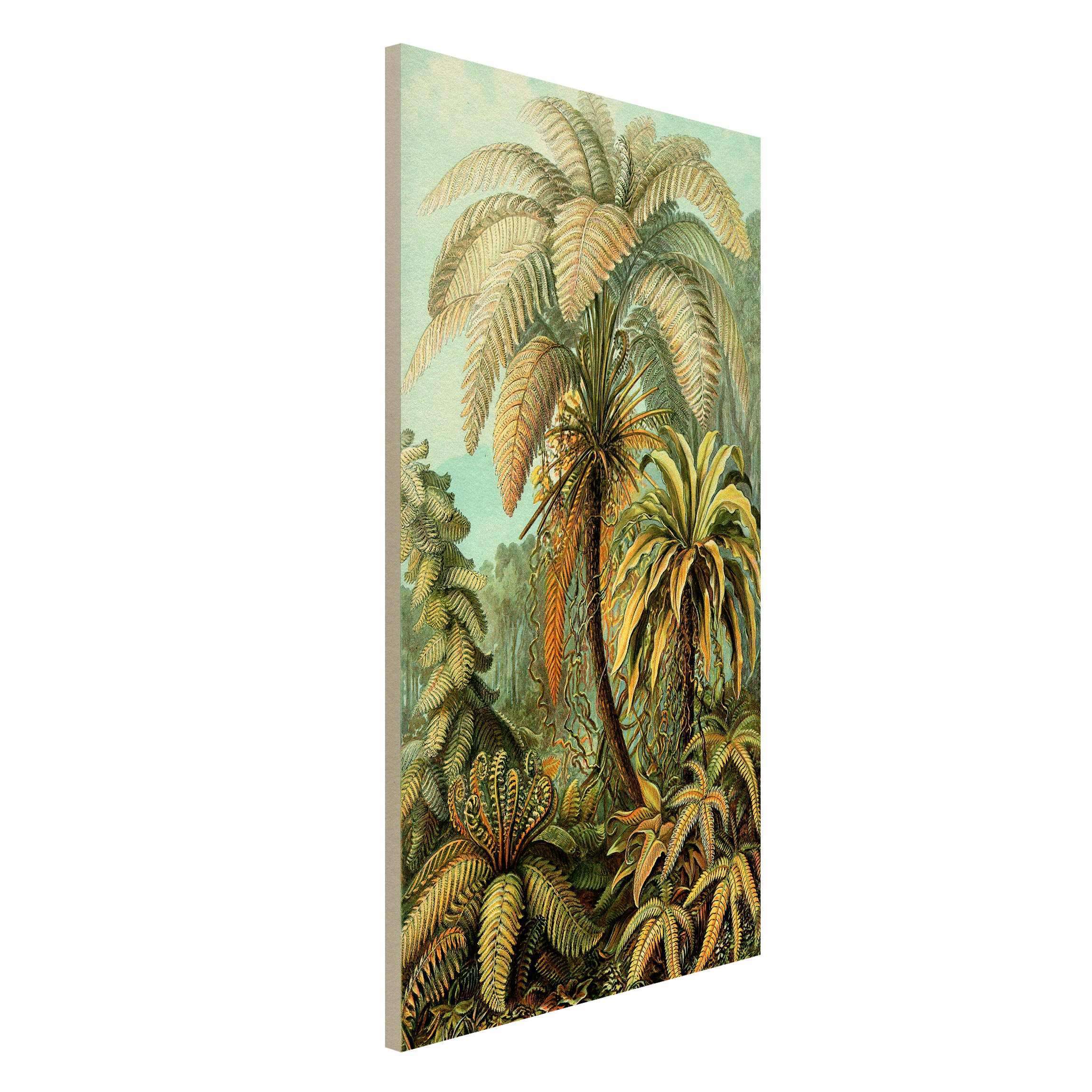 Magnettafel - Hochformat 3:4 Botanik Vintage Illustration Laubfarne