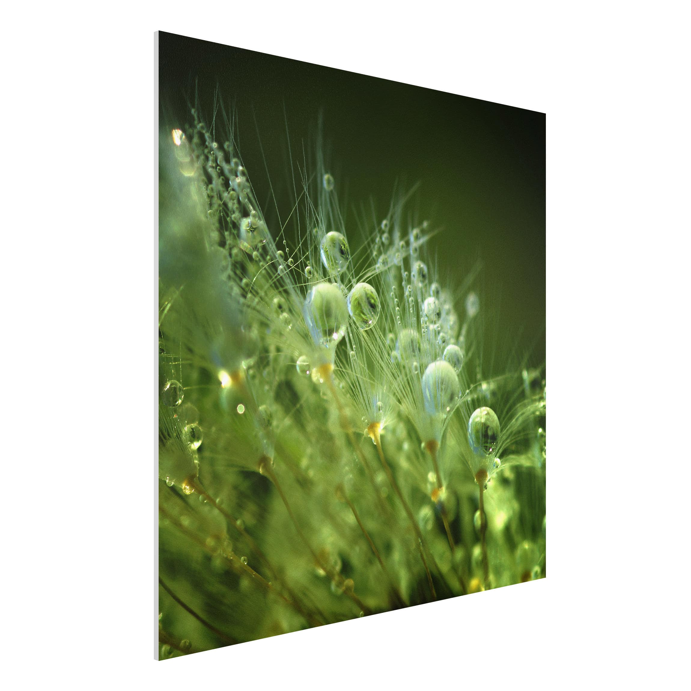 Forexbild - Quadrat Grüne Samen im Regen