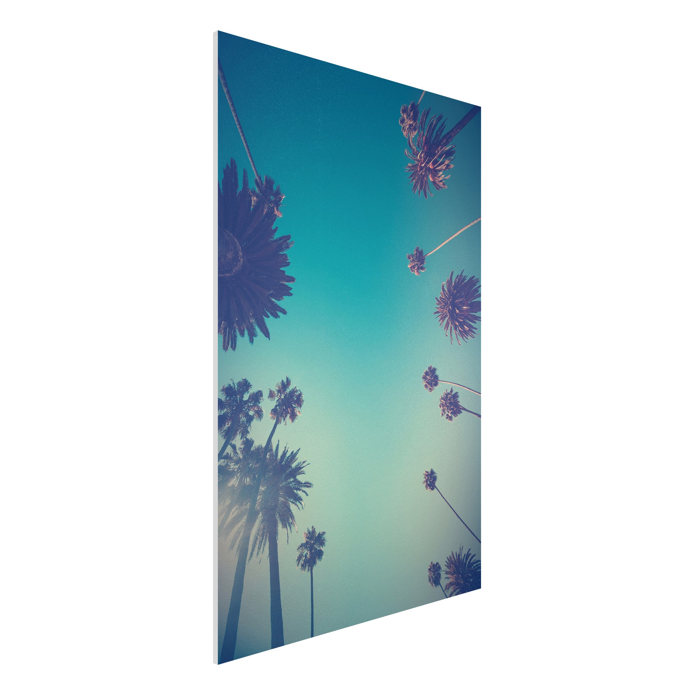 Forexbild Tropische Pflanzen Palmen und Himmel II