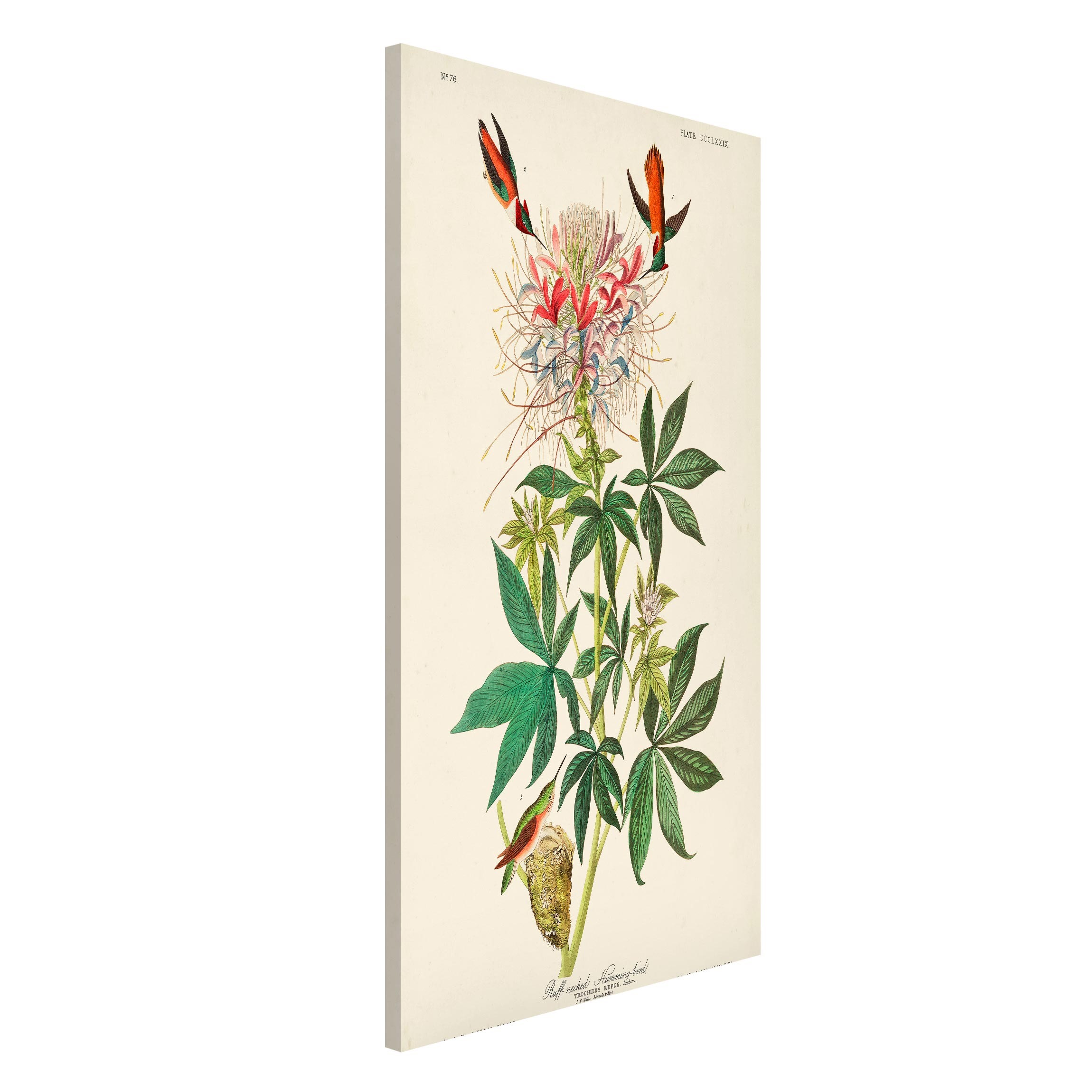 Magnettafel - Hochformat 3:4 Vintage Lehrtafel Allenkolibris