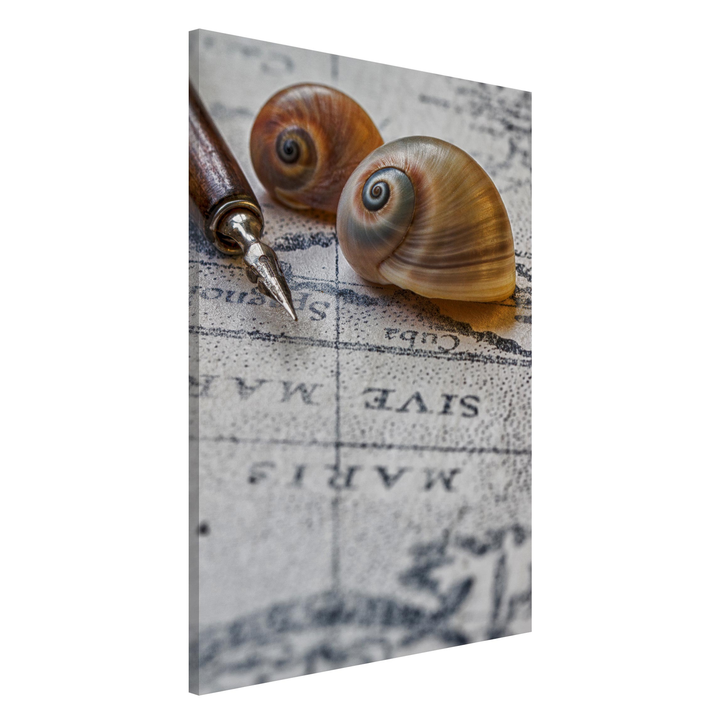 Magnettafel - Hochformat 2:3 Muscheln und Füller Vintage