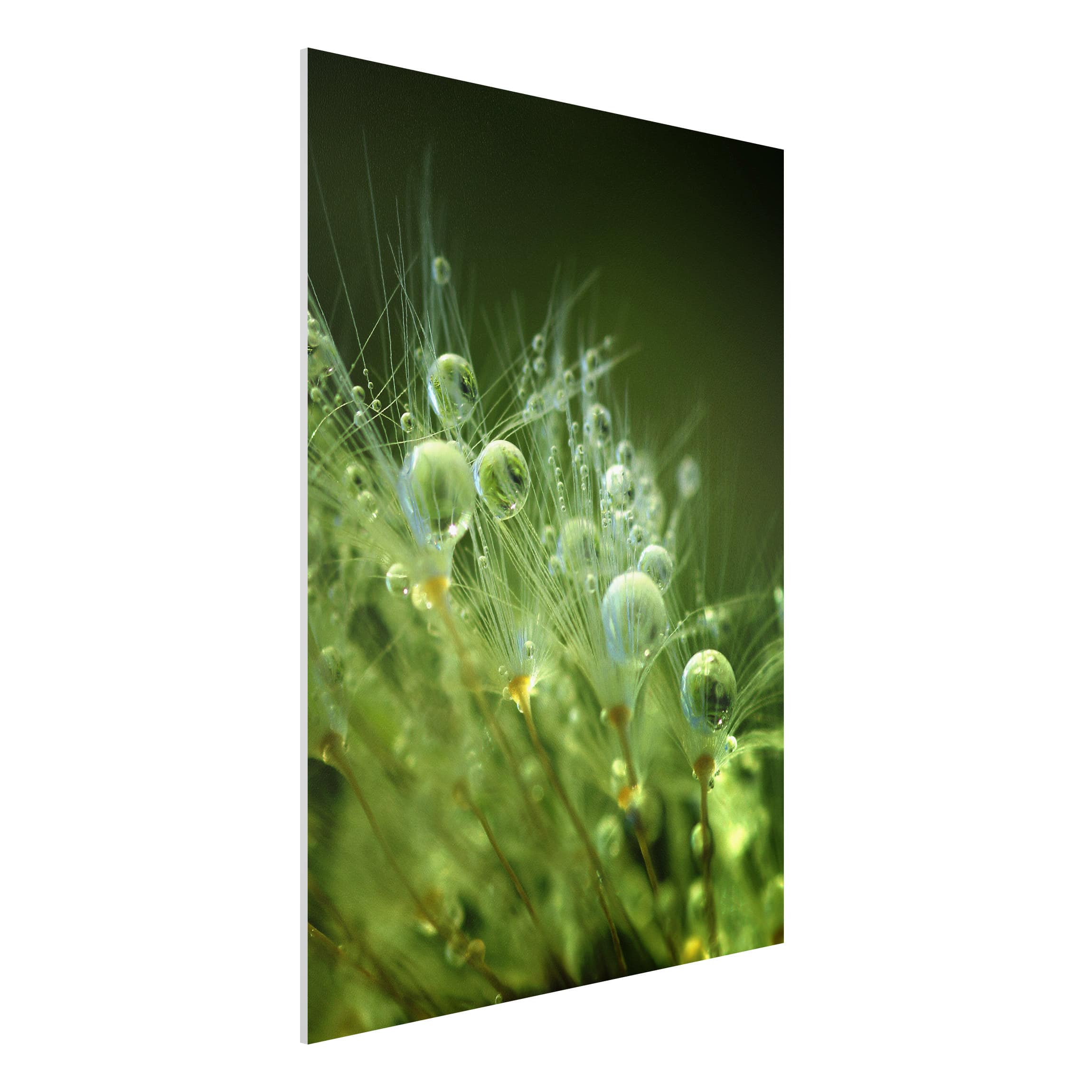 Forexbild Grüne Samen im Regen