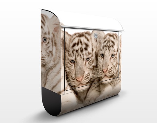 Briefkasten Königstigerbabys