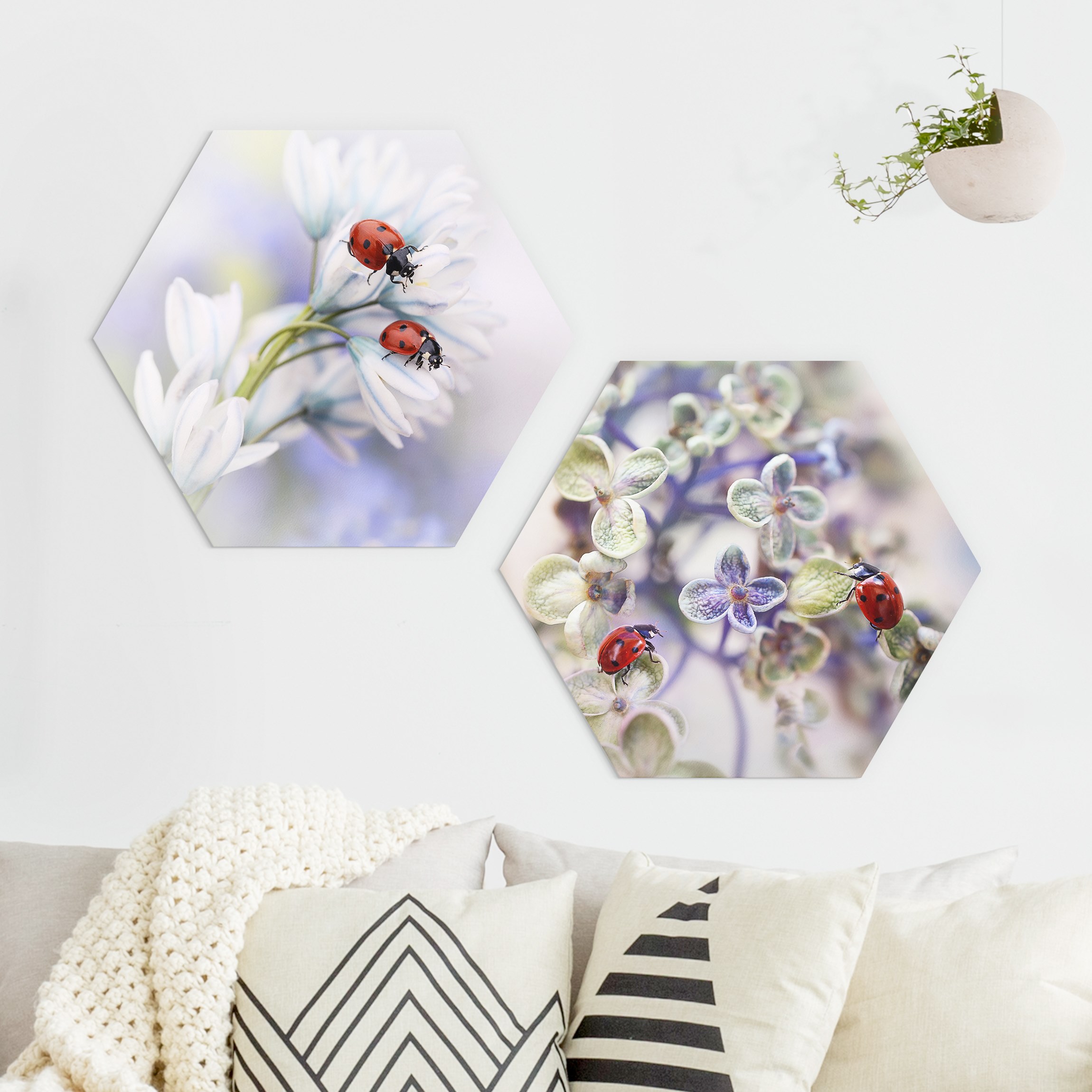 2-teiliges Hexagon-Alu-Dibond Bild Marienkäfer auf Blüten