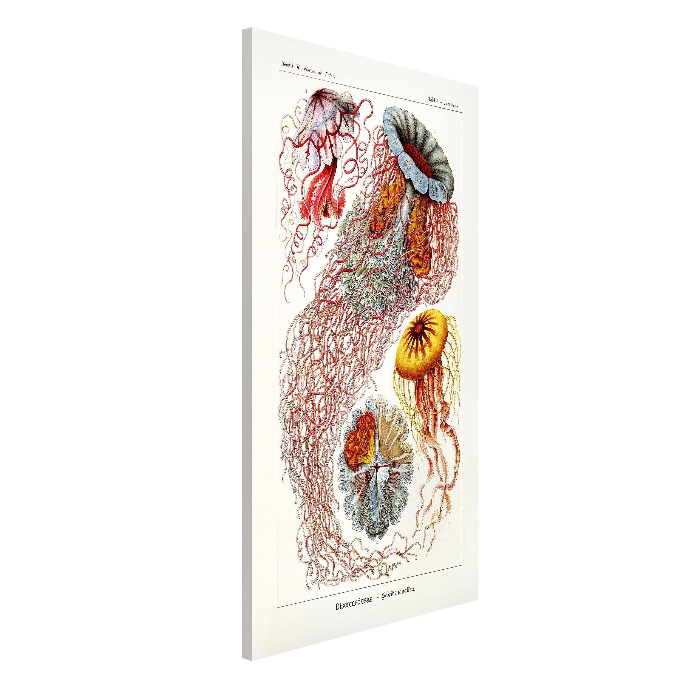 Magnettafel - Hochformat 3:4 Vintage Lehrtafel Quallen