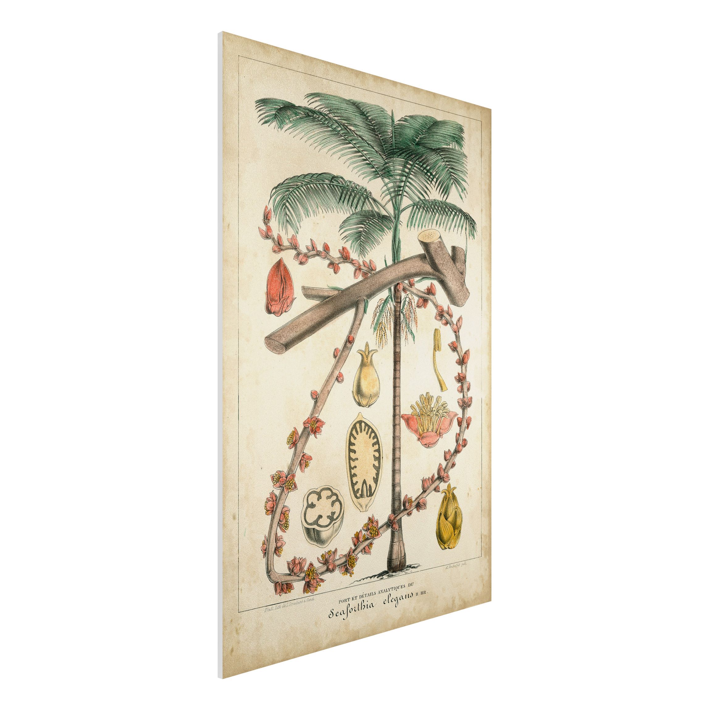 Forexbild Vintage Lehrtafel Exotische palmen II
