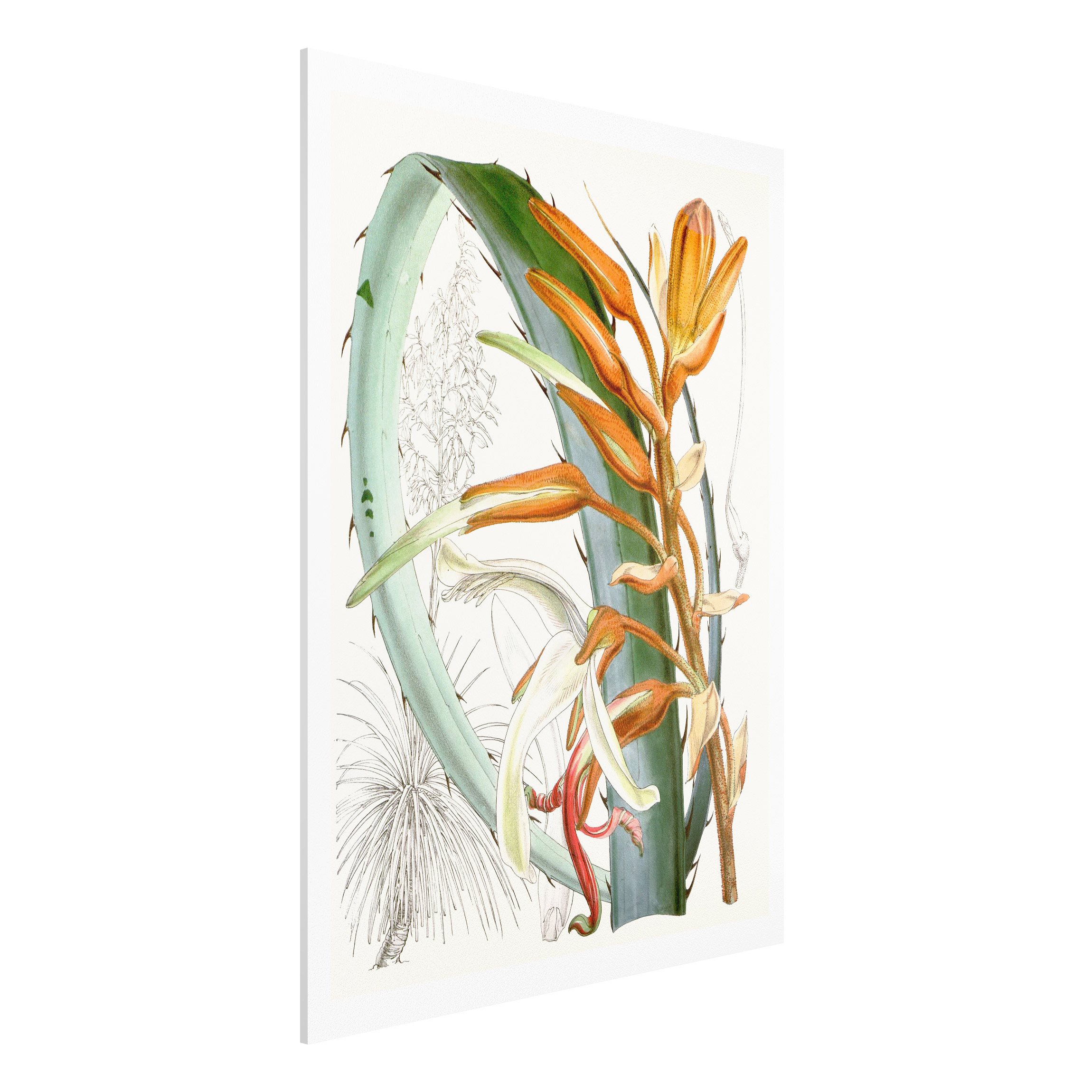 Forexbild - Hochformat Vintage Illustration Tropische Blüten I