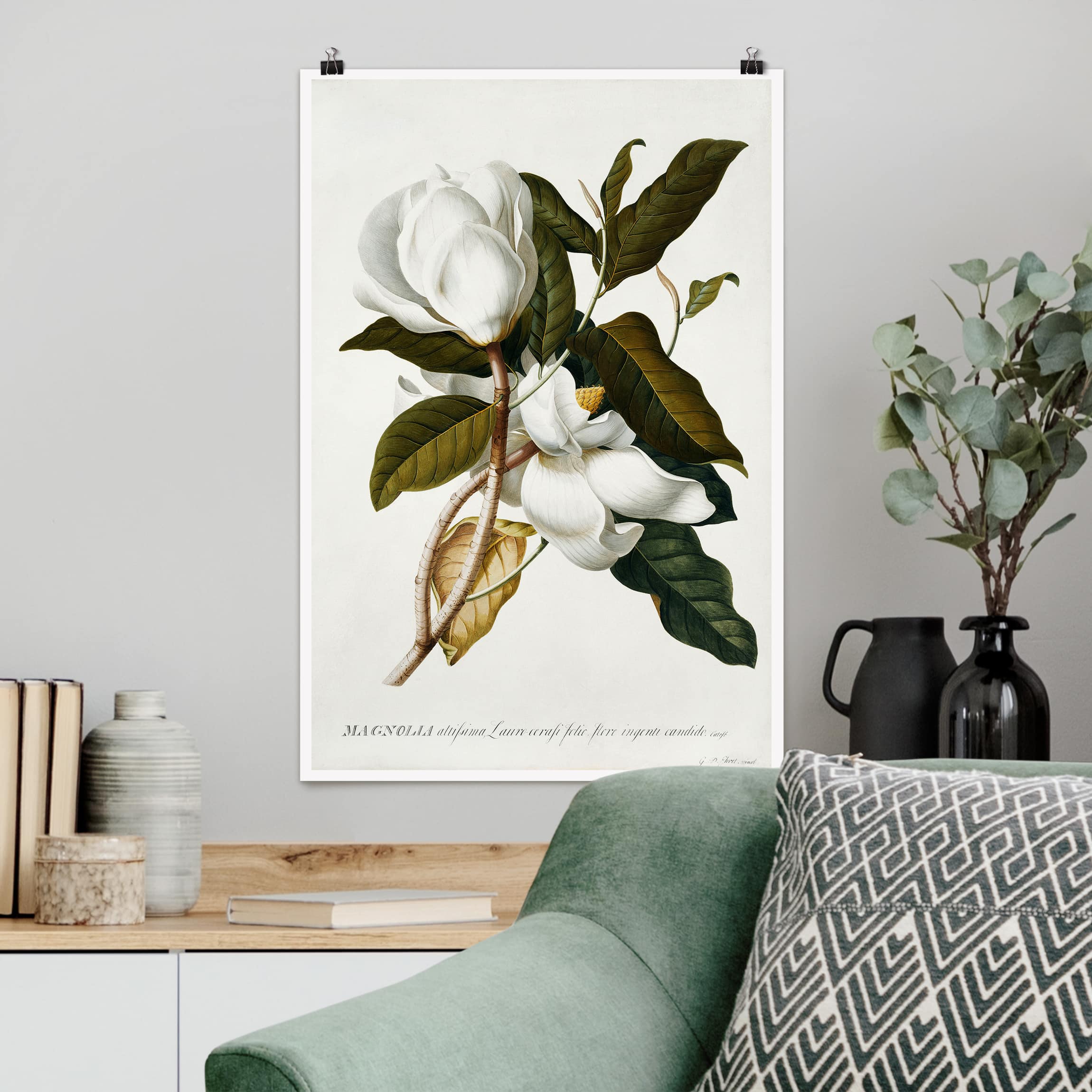 Poster - Hochformat Georg Dionysius Ehret - Magnolie