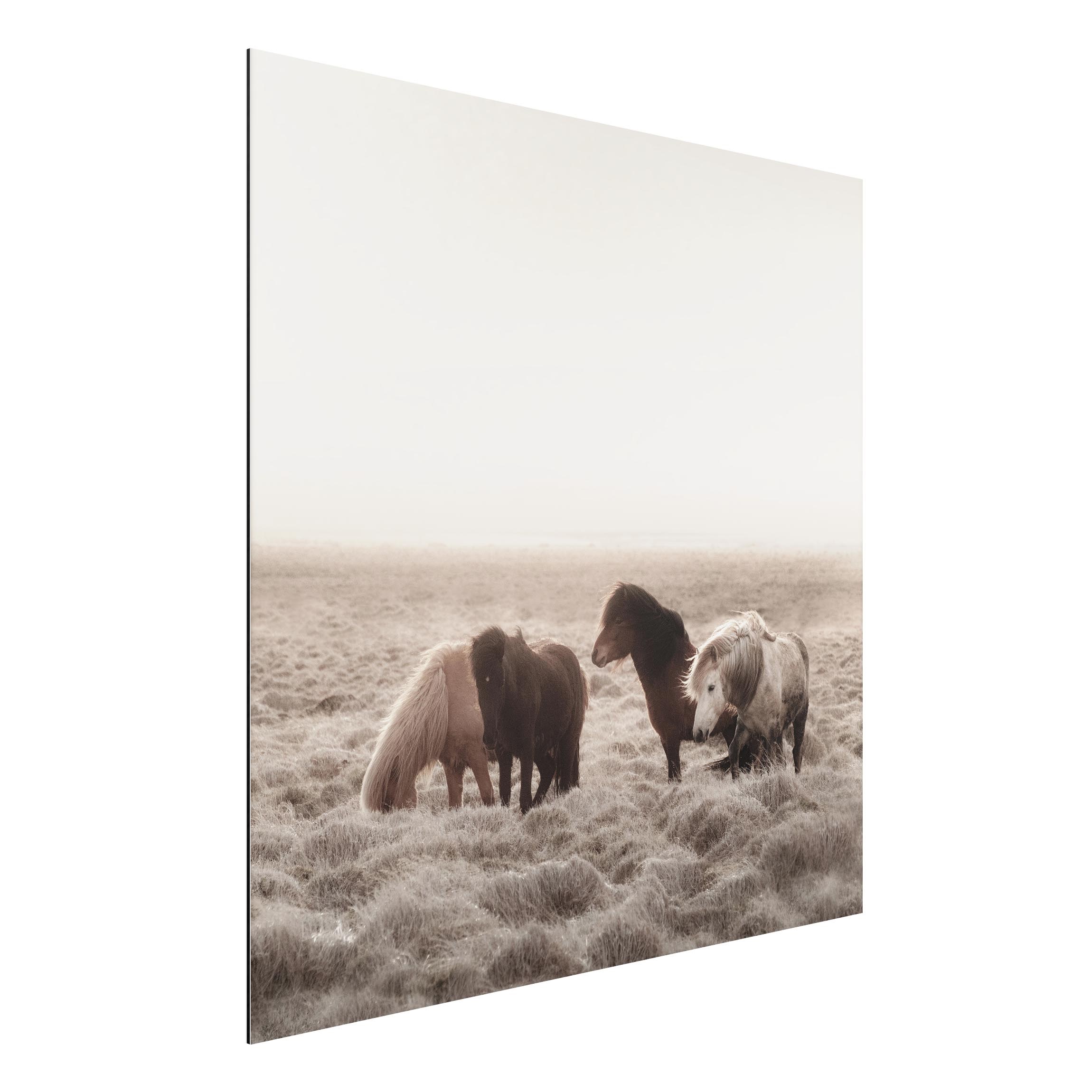 Alu-Dibond Outdoor Bild Island Wildpferde