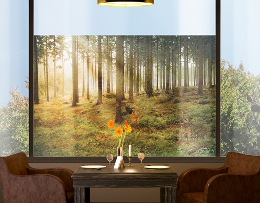 Fensterfolie Morning Forest