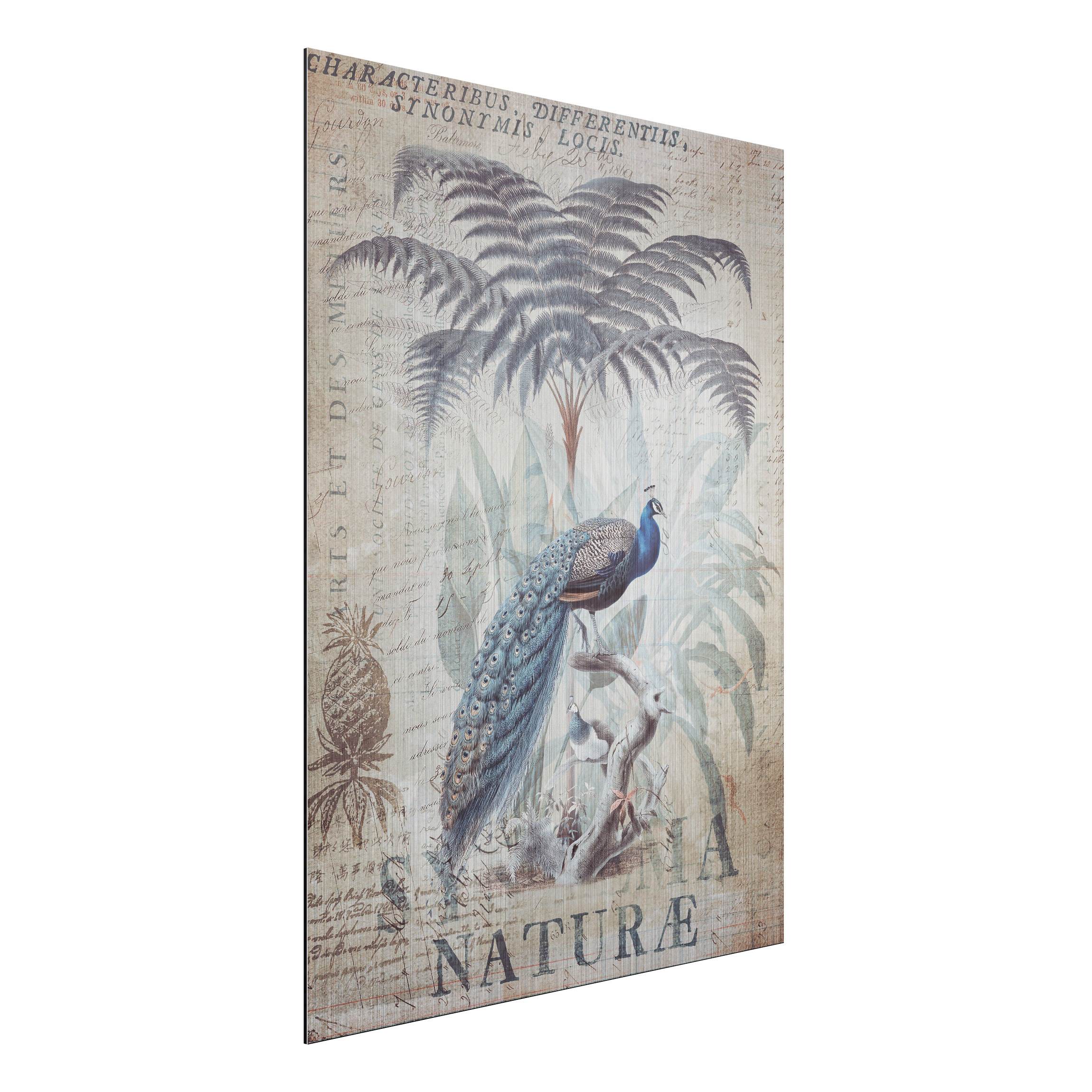 Alu-Dibond Bild Shabby Chic Collage - Pfau