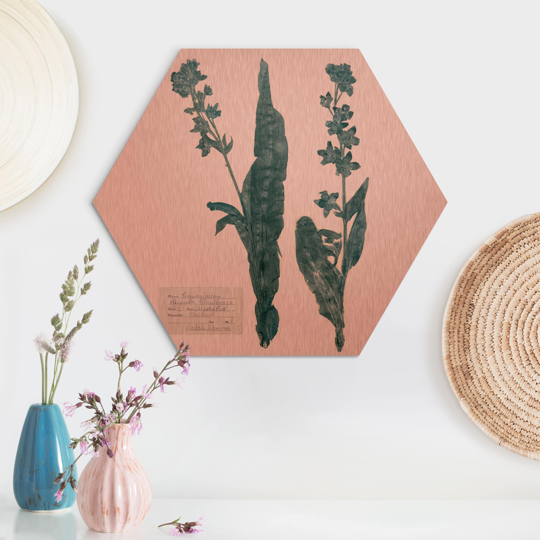 Hexagon-Alu-Dibond Bild Gepresste Blumen - Hundszunge