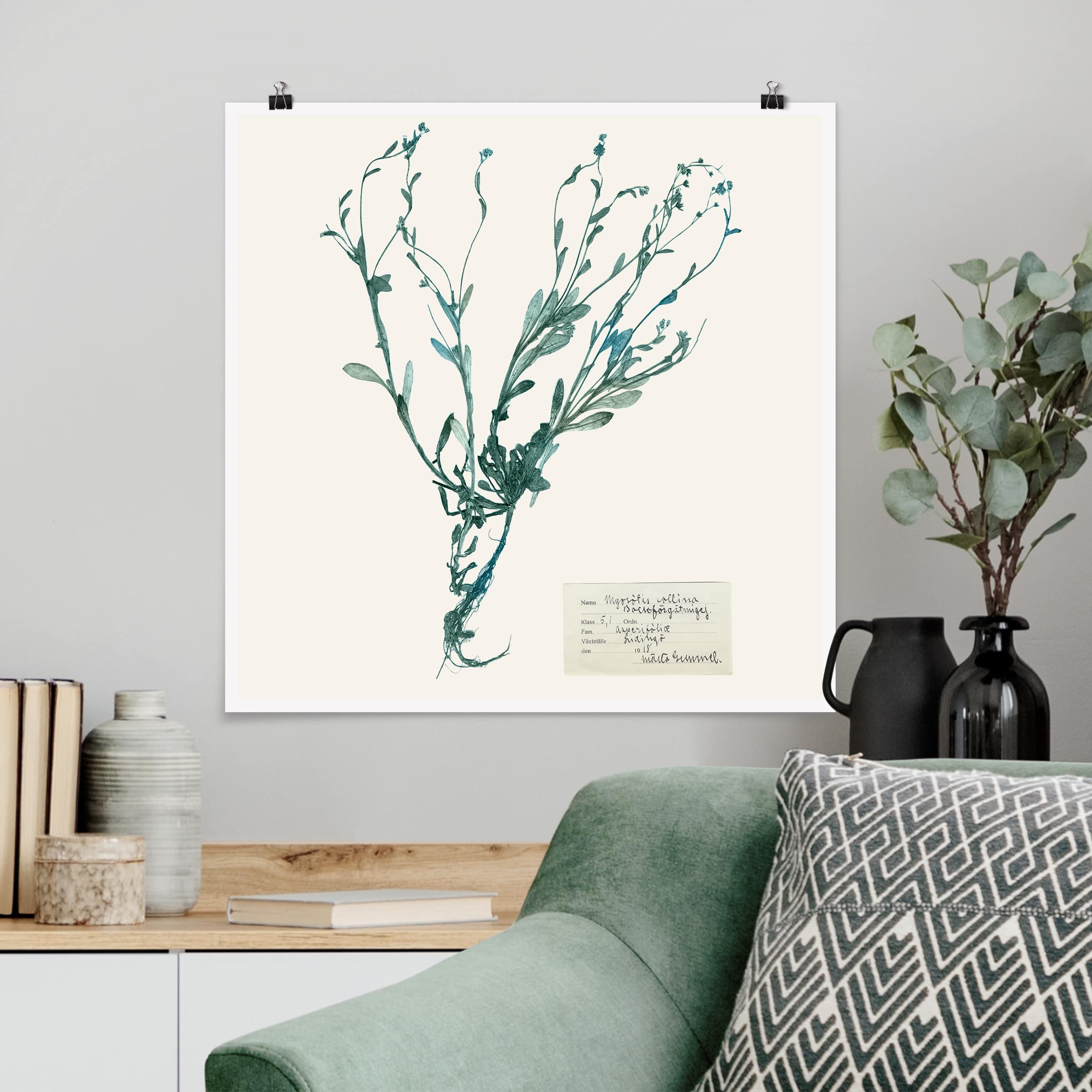 Poster - Quadrat Gepresste Blumen - Vergissmeinnicht