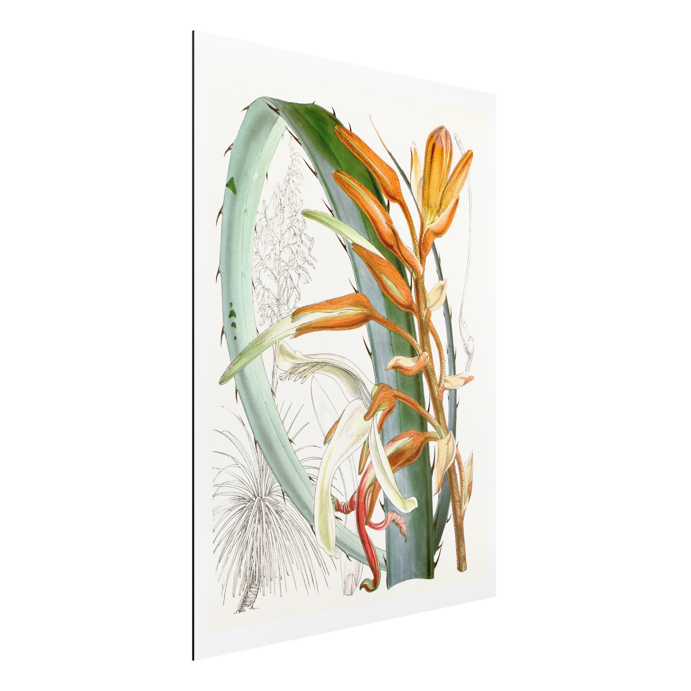 Alu-Dibond Outdoor Bild Vintage Illustration Tropische Blüten I