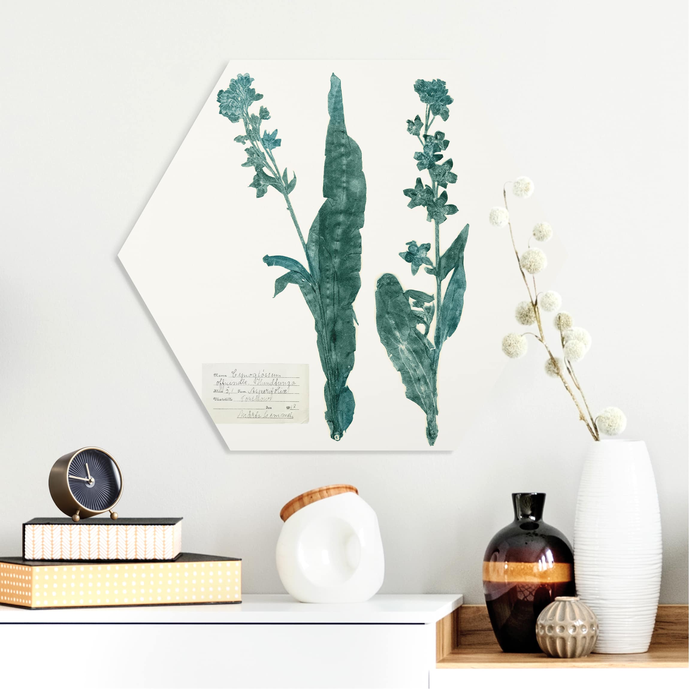 Hexagon-Forexbild Gepresste Blumen - Hundszunge