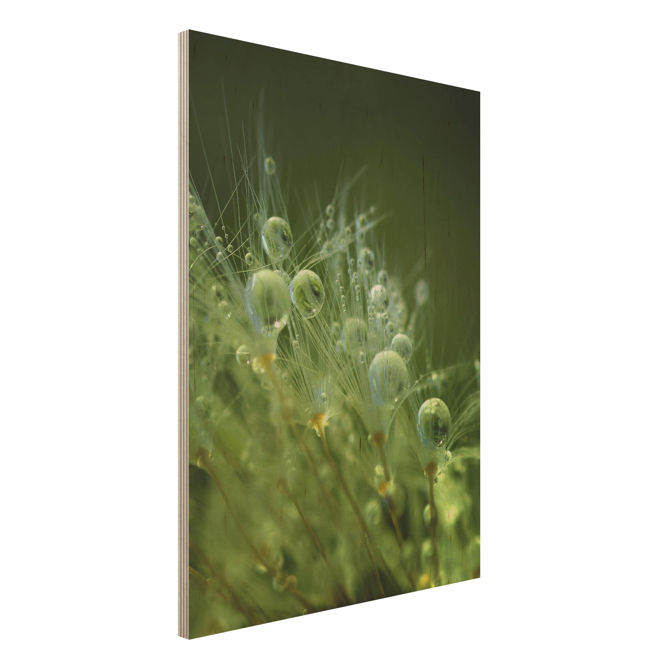 Holzbild Blumen Grüne Samen im Regen