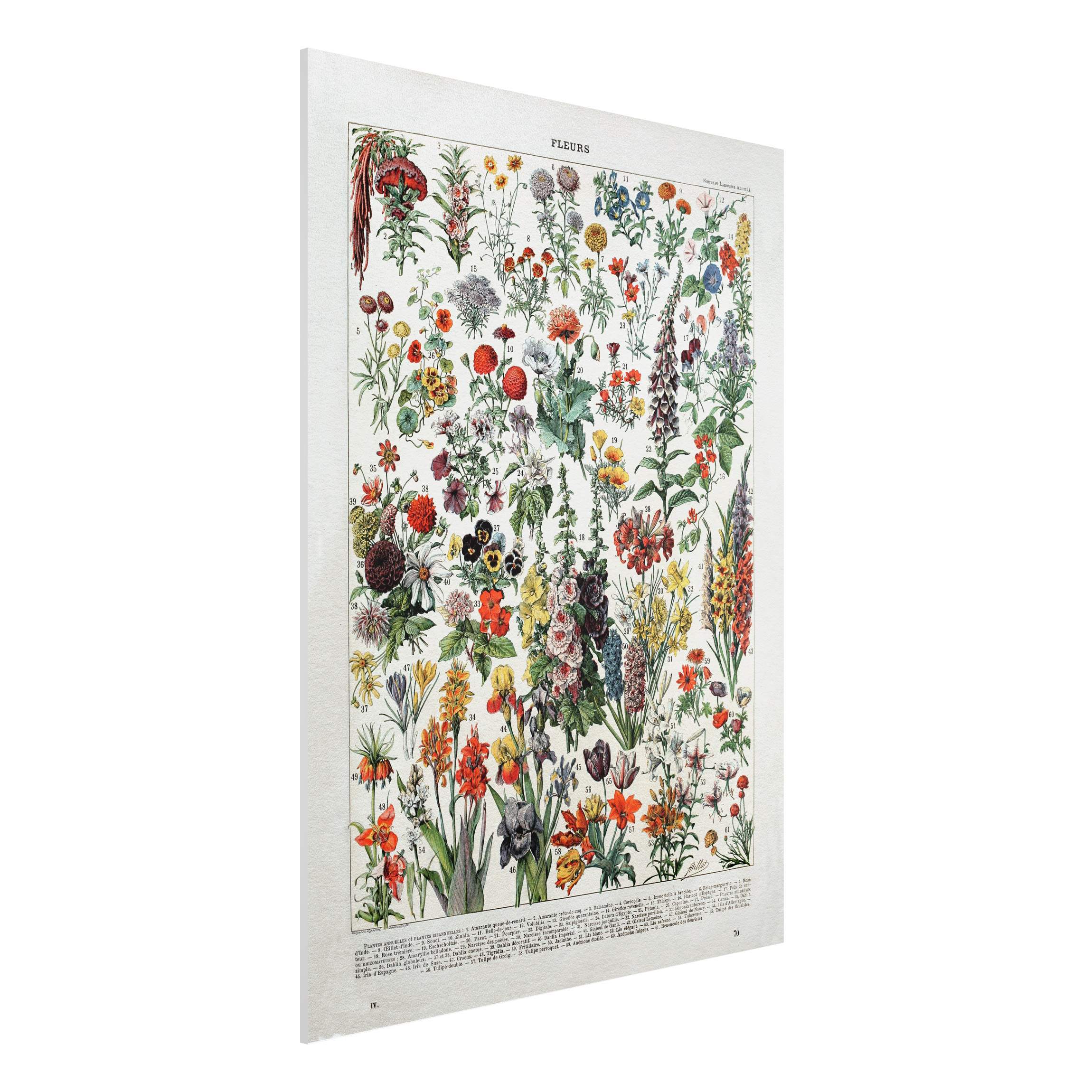 Forexbild - Hochformat Vintage Lehrtafel Blumen IV