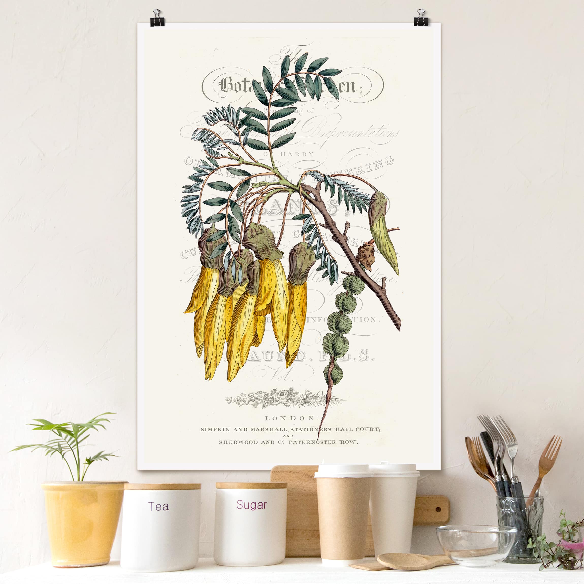 Poster - Hochformat Botanisches Tableau - Schnurbaum