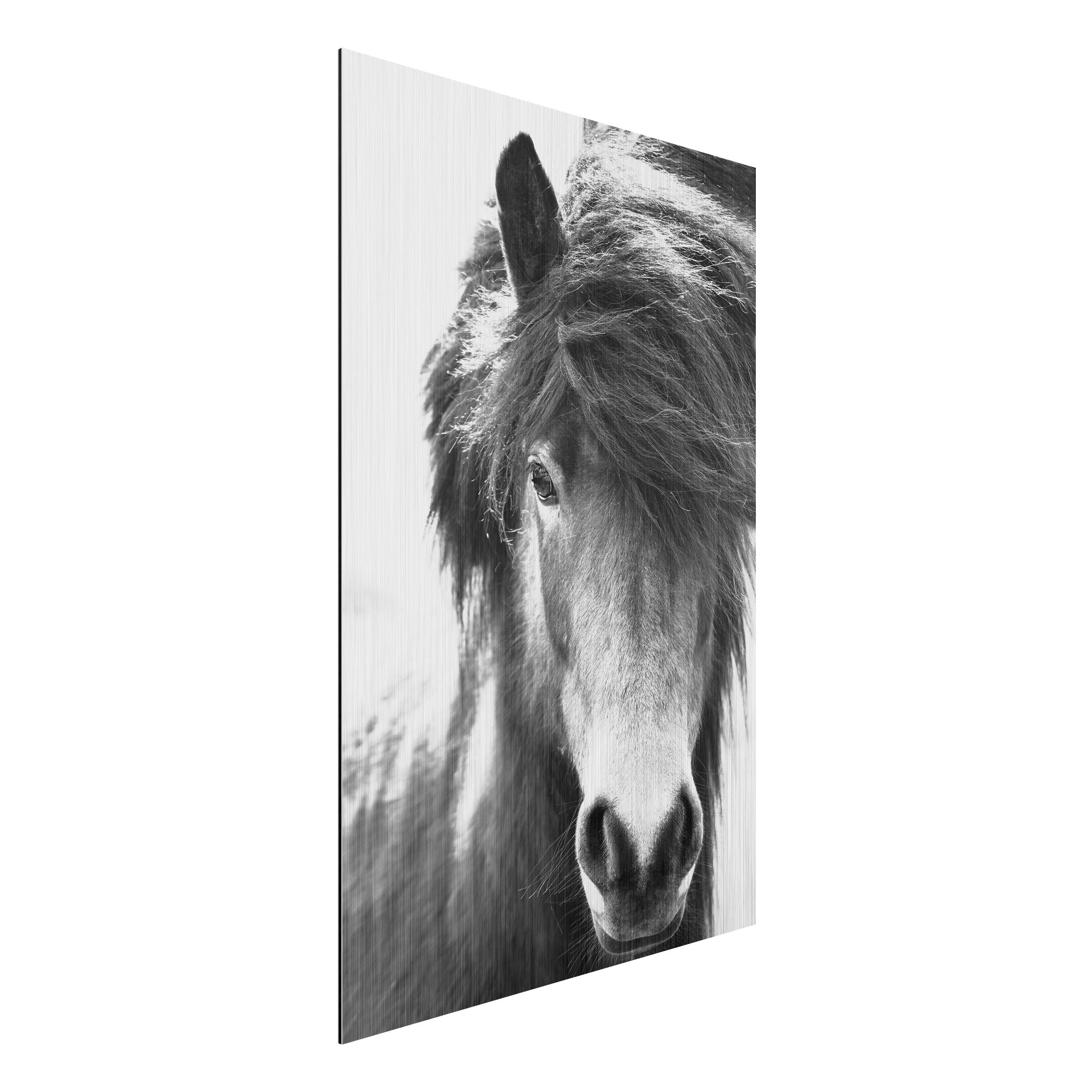 Alu-Dibond Outdoor Bild Island Pferd in Schwarz-weiß