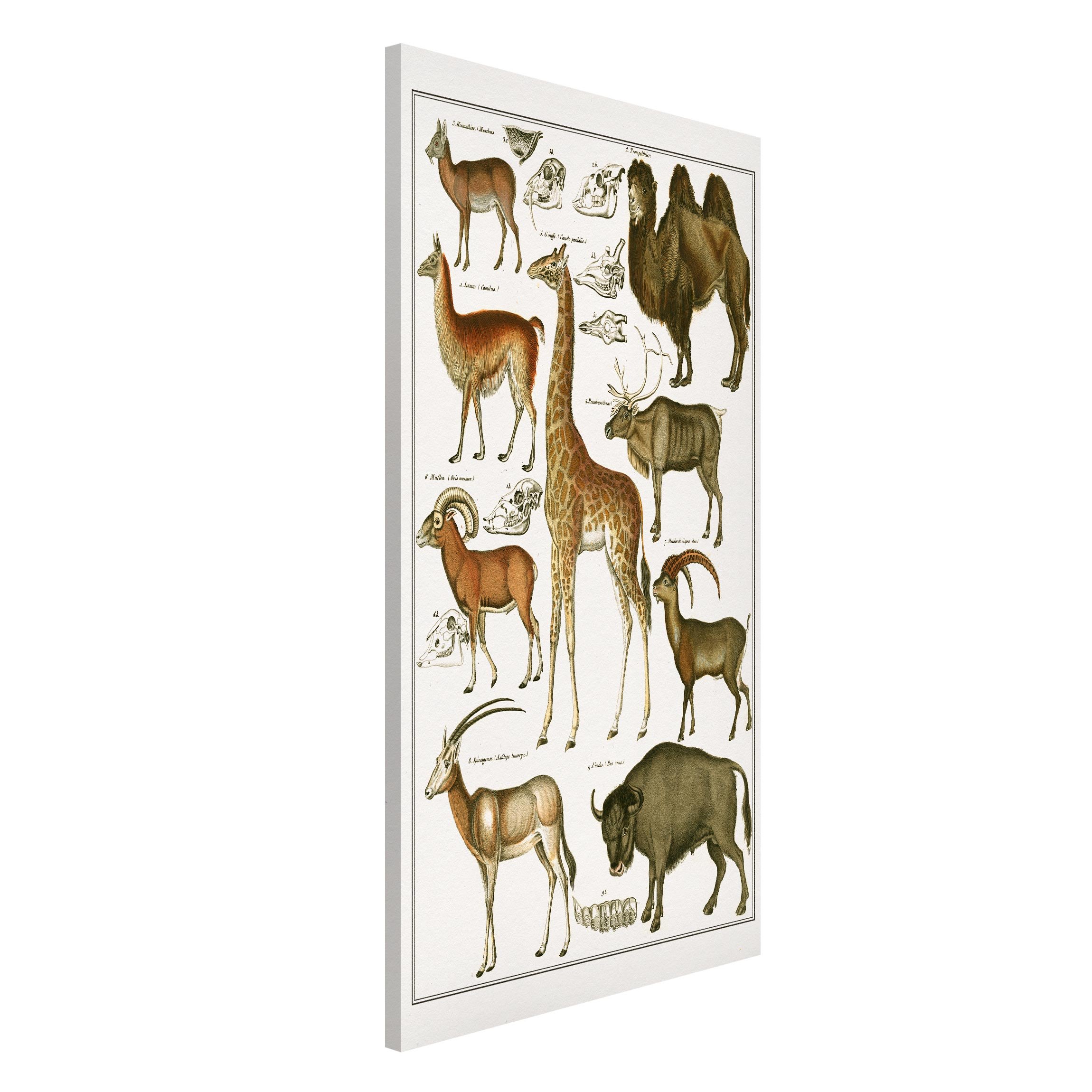 Magnettafel - Hochformat 3:4 Vintage Lehrtafel Giraffe, Kamel und Lama