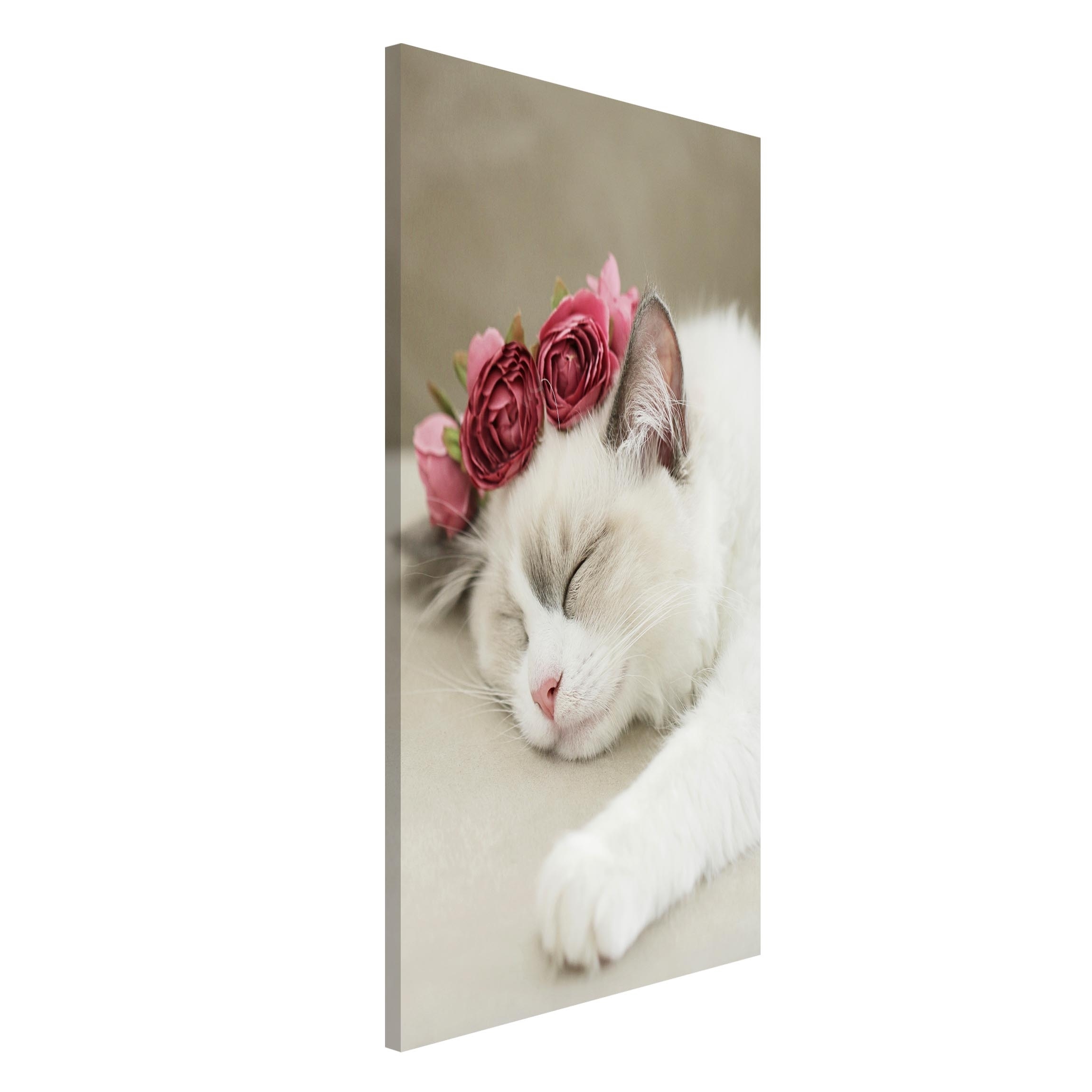 Magnettafel Schlafende Katze mit Rosen