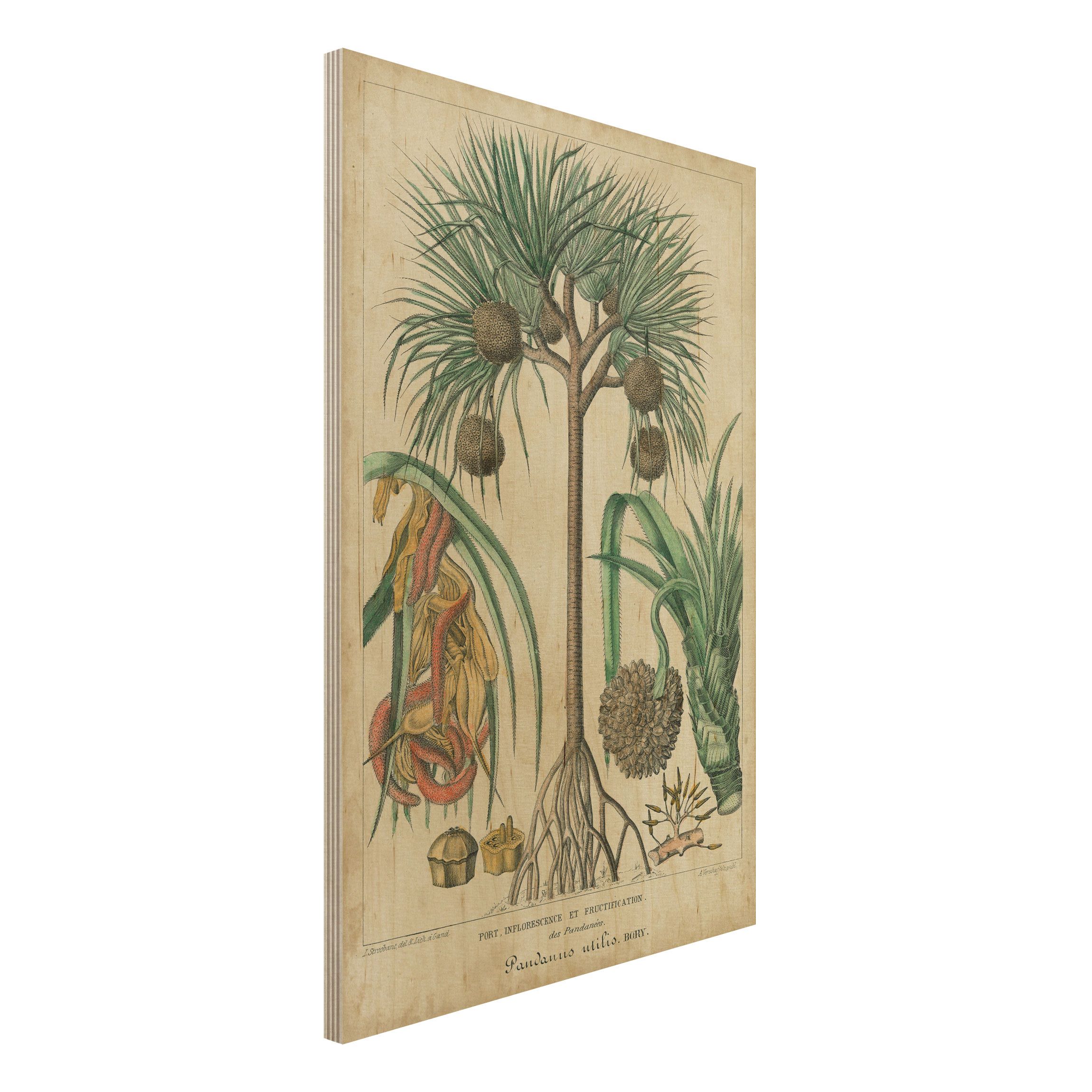 Holzbild Vintage Lehrtafel Exotische palmen I