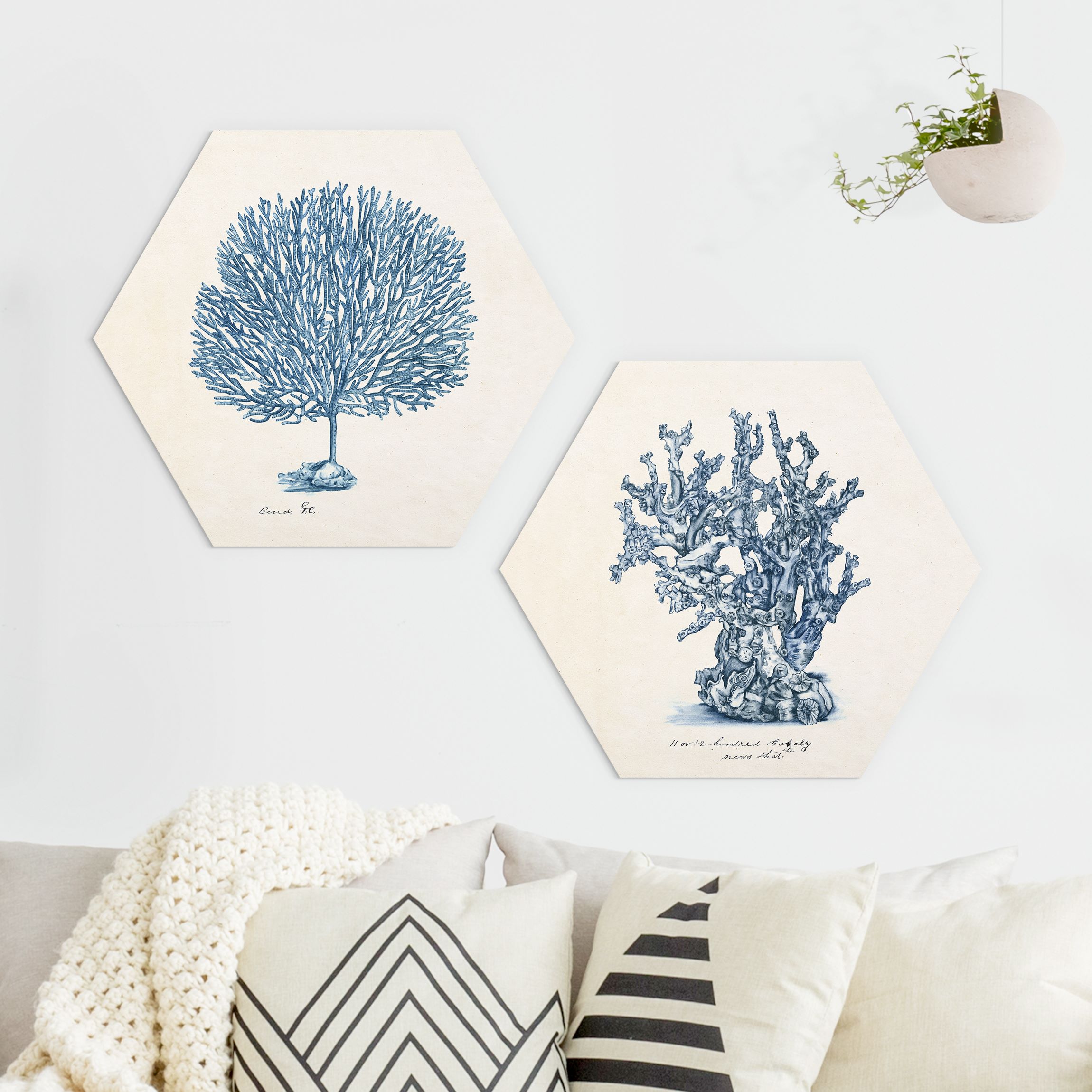 2-teiliges Hexagon-Alu-Dibond Bild Meereskorallen Studie Set I